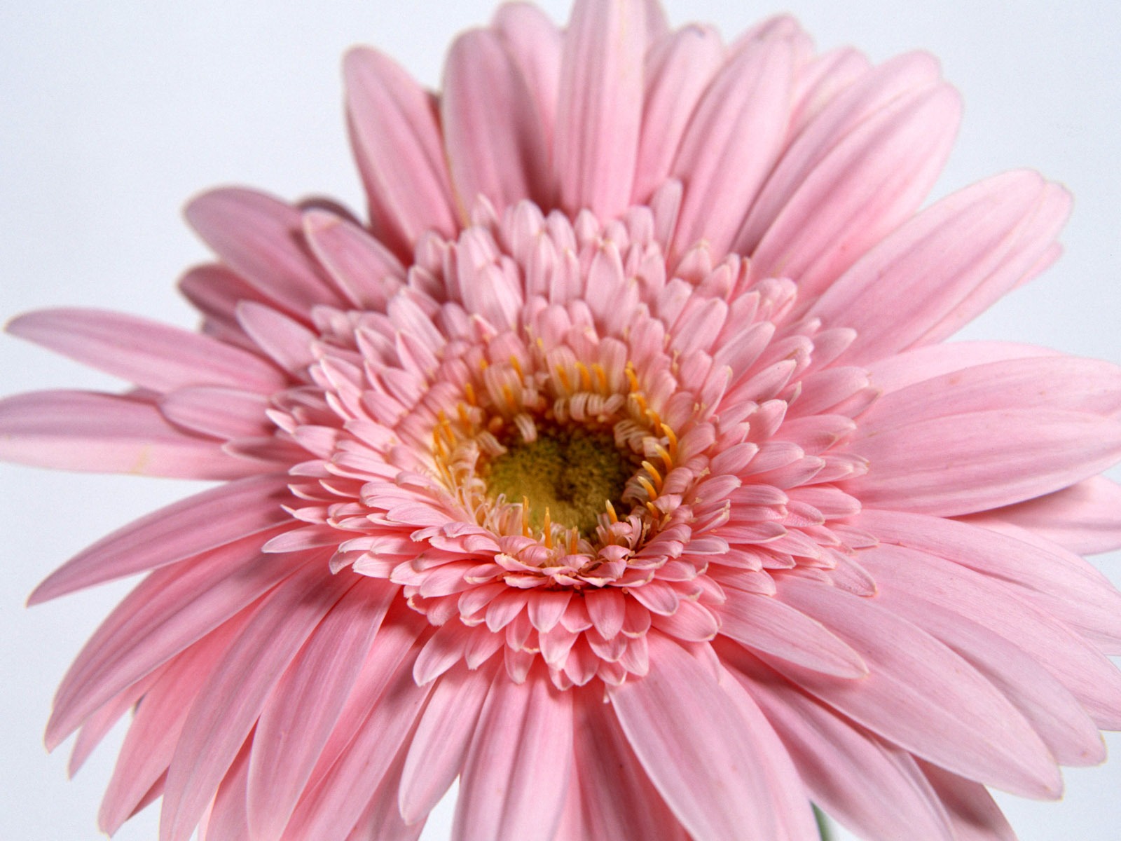 Flowers close-up (15) #1 - 1600x1200