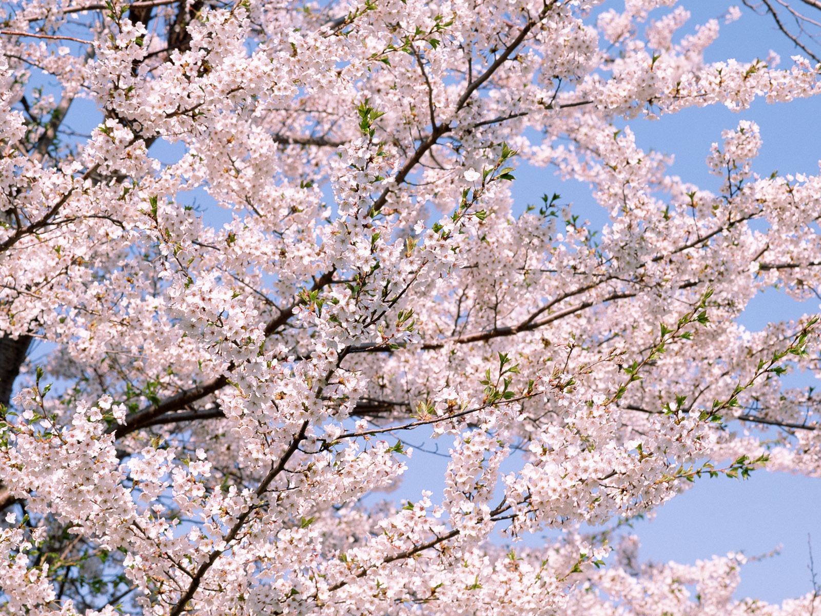 花クローズアップ(16) #3 - 1600x1200