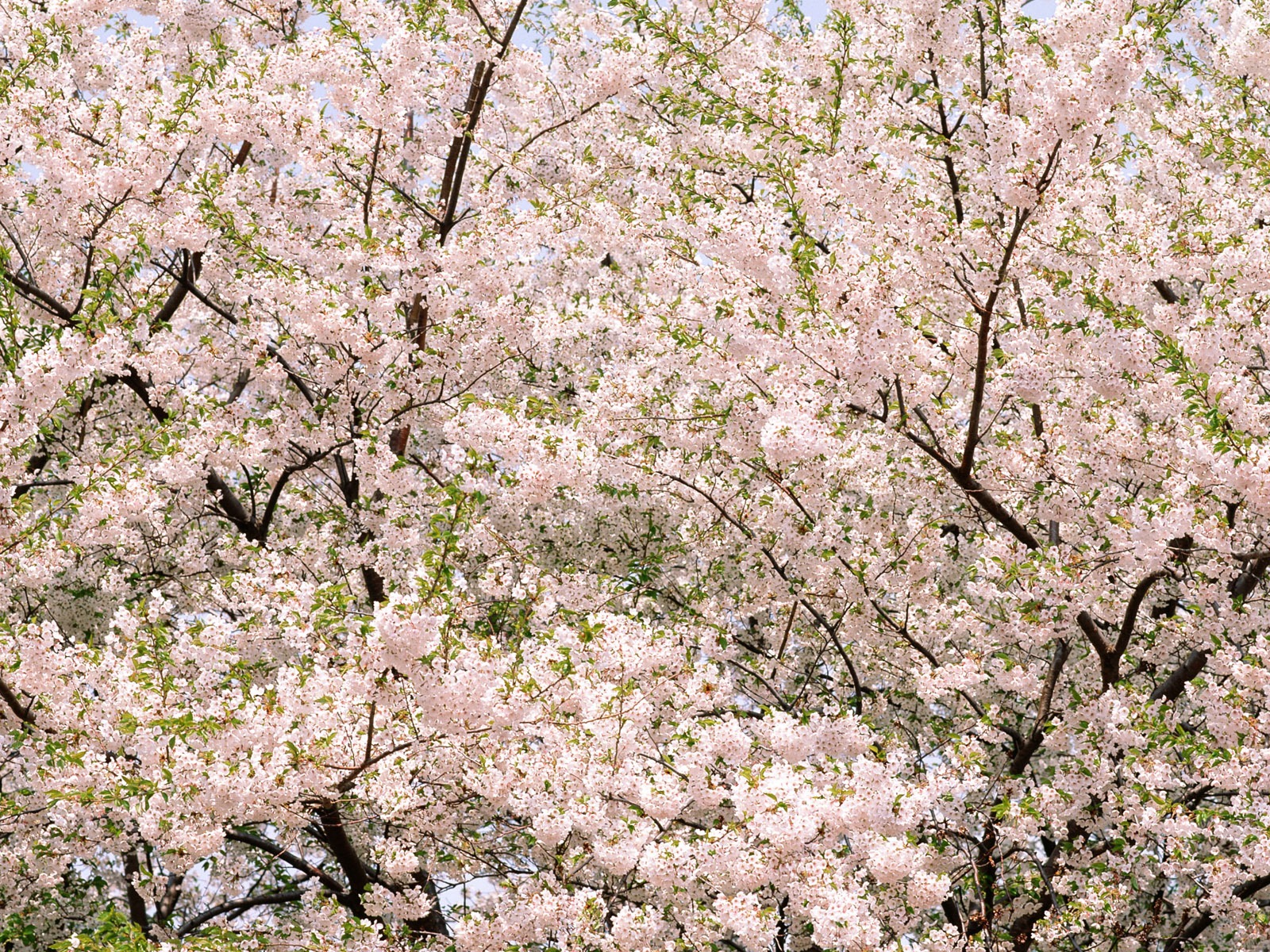 Fleurs en gros plan (16) #4 - 1600x1200