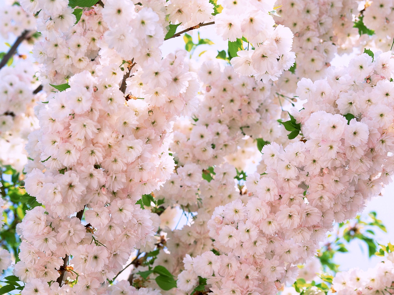 Flowers close-up (16) #14 - 1600x1200