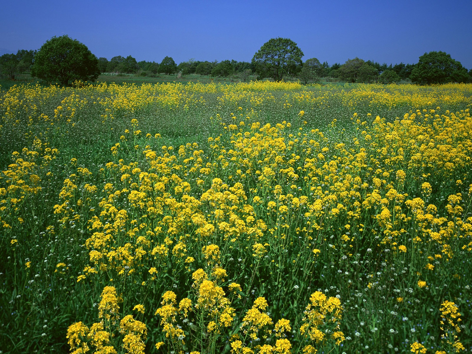 Fleurs en gros plan (16) #16 - 1600x1200