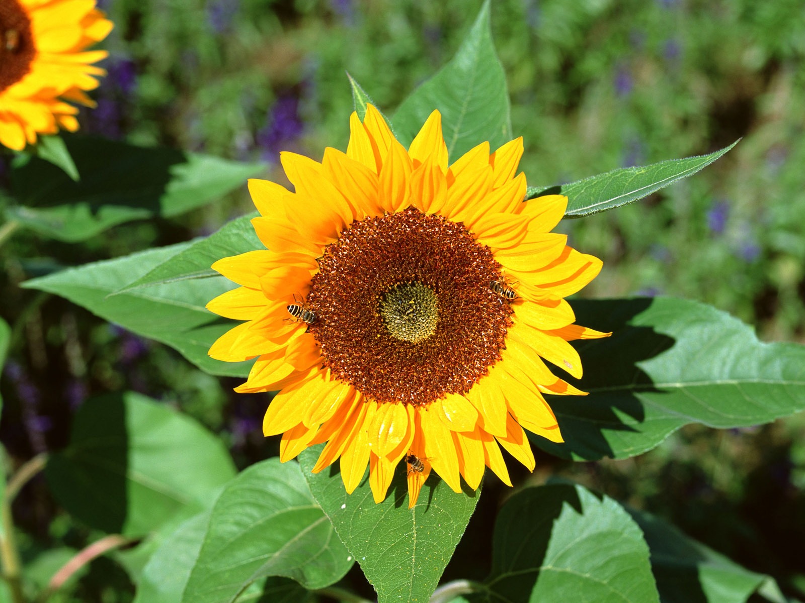 Fleurs en gros plan (16) #18 - 1600x1200