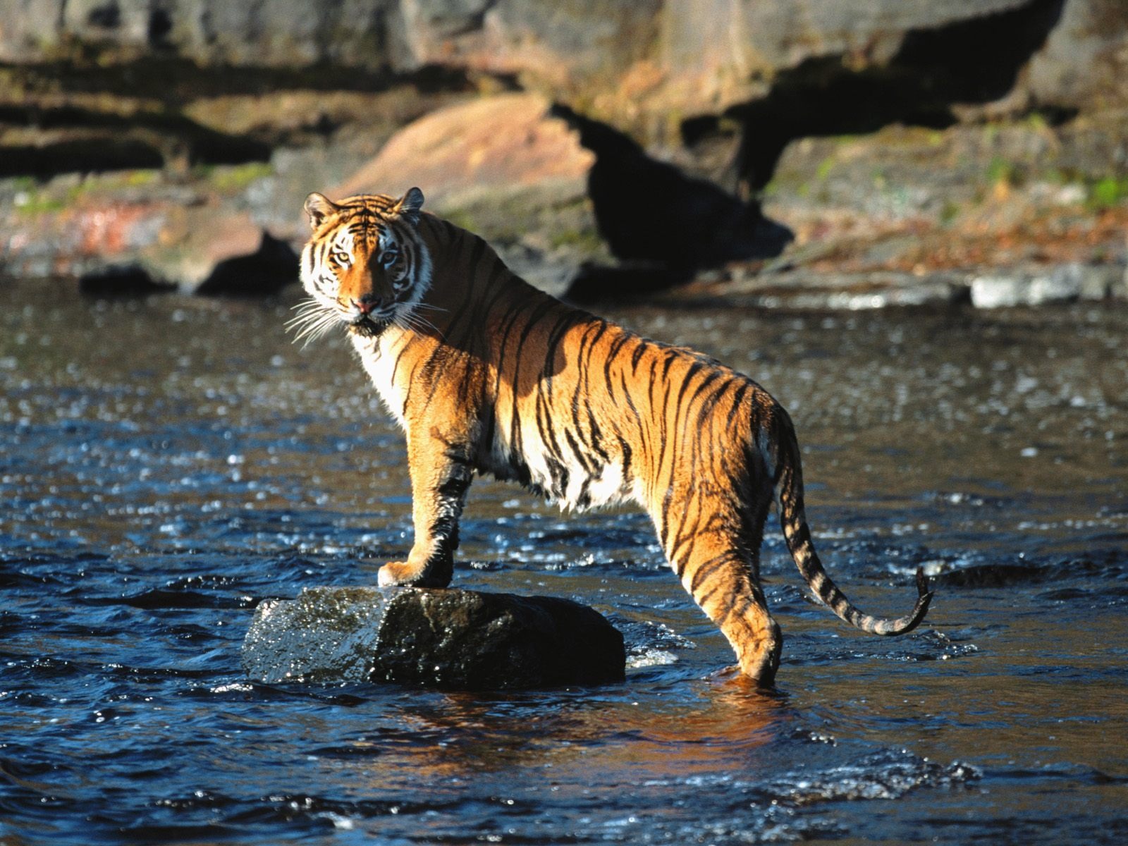 Tiger Foto tapety (3) #4 - 1600x1200