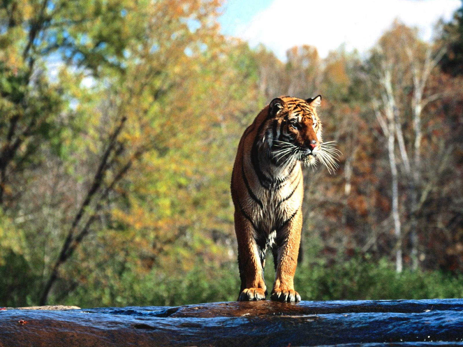 Tiger Foto tapety (3) #9 - 1600x1200