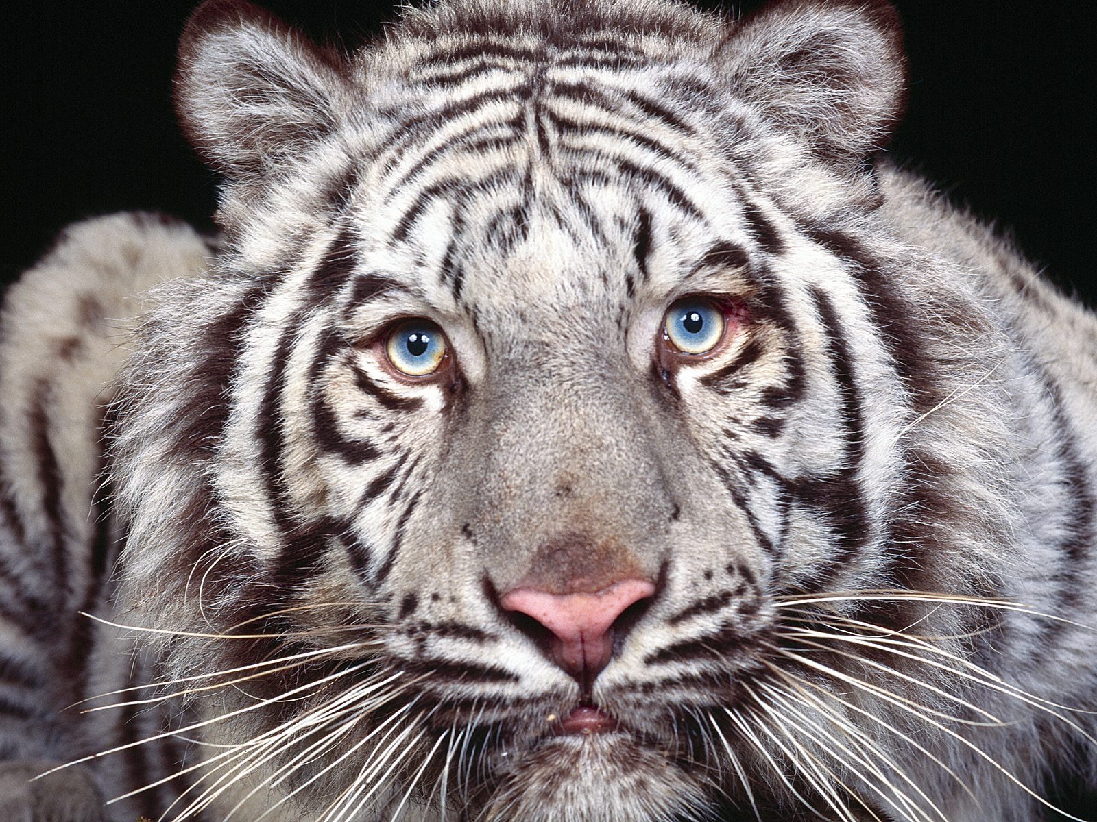 Tiger Foto tapety (3) #12 - 1600x1200