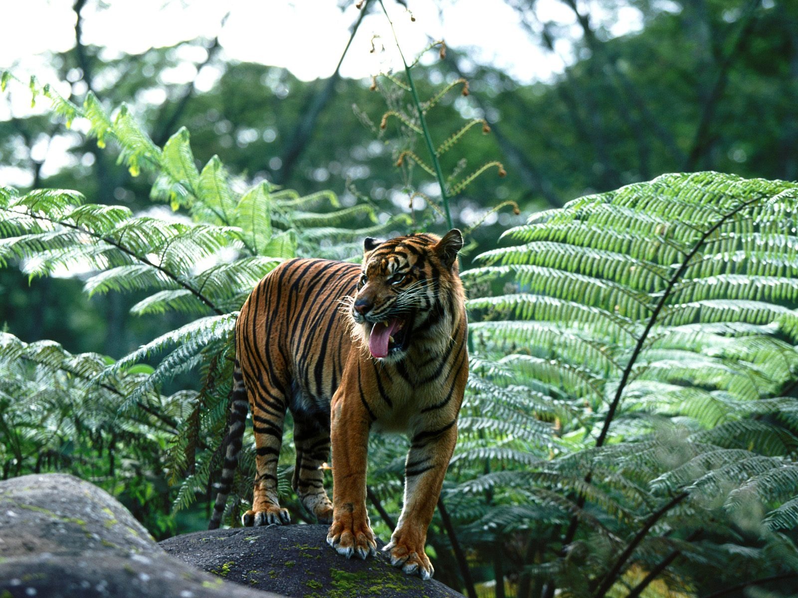 Tiger Foto tapety (3) #20 - 1600x1200