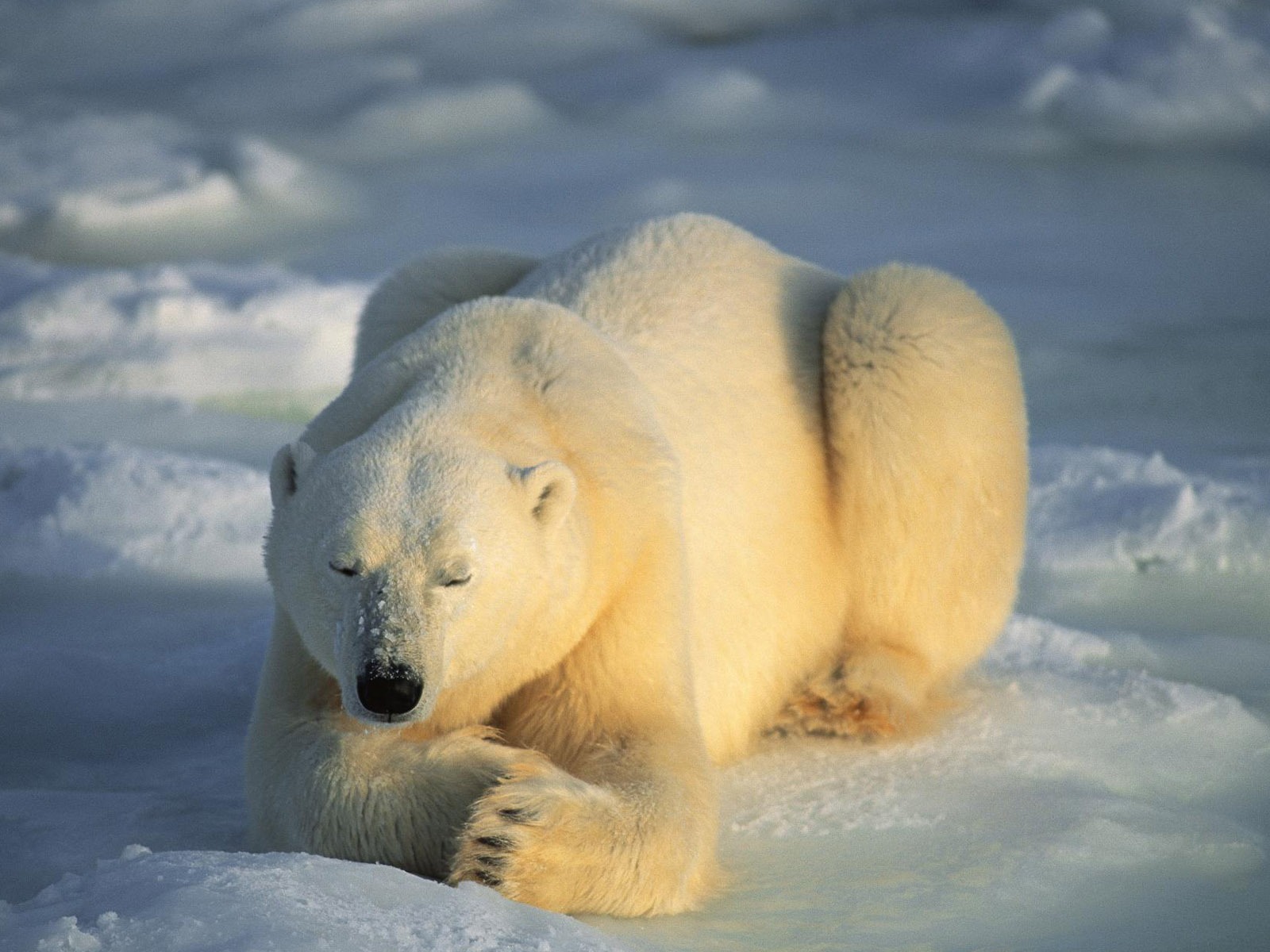 El oso polar Foto Wallpaper #4 - 1600x1200