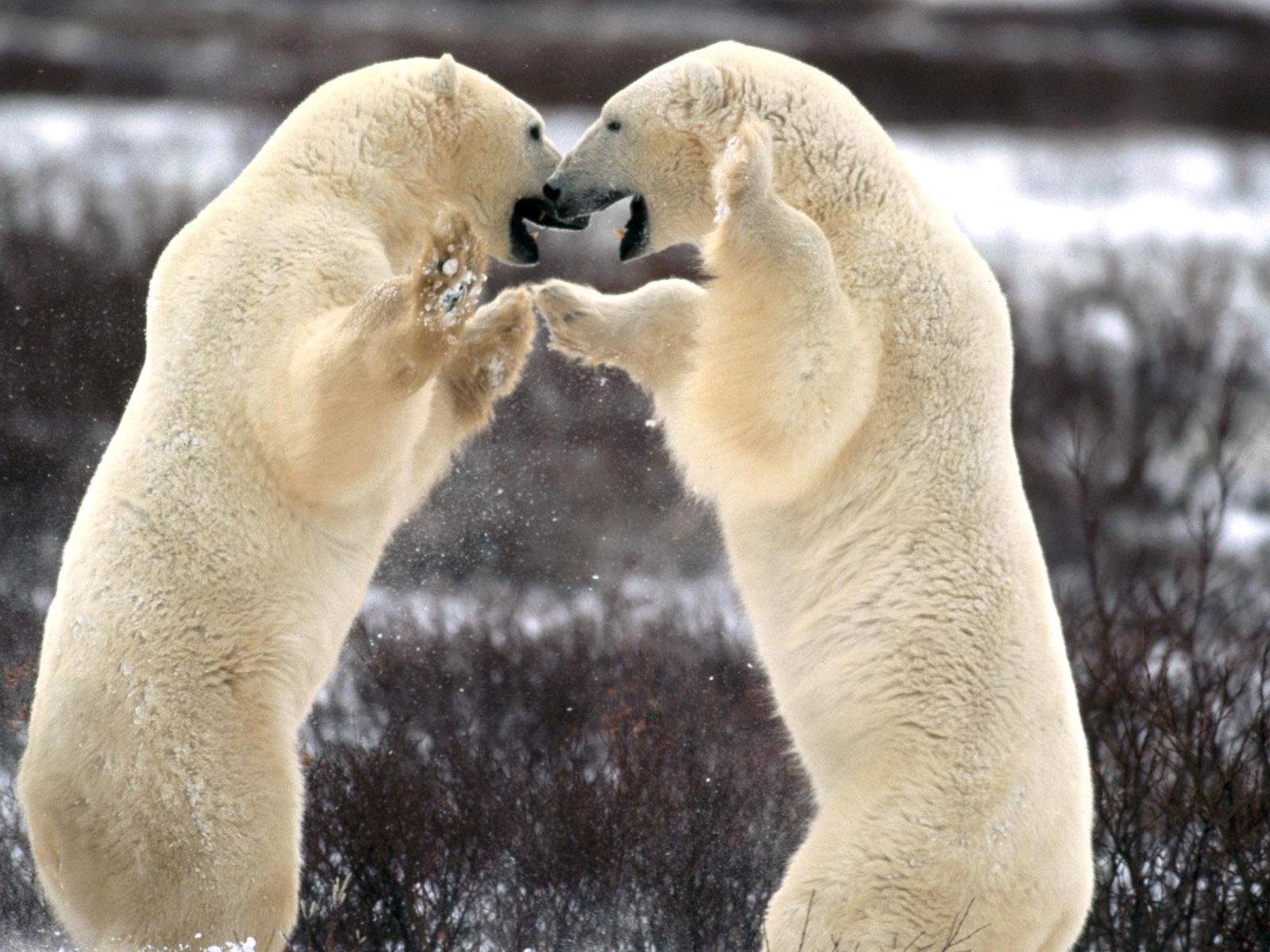 El oso polar Foto Wallpaper #5 - 1600x1200