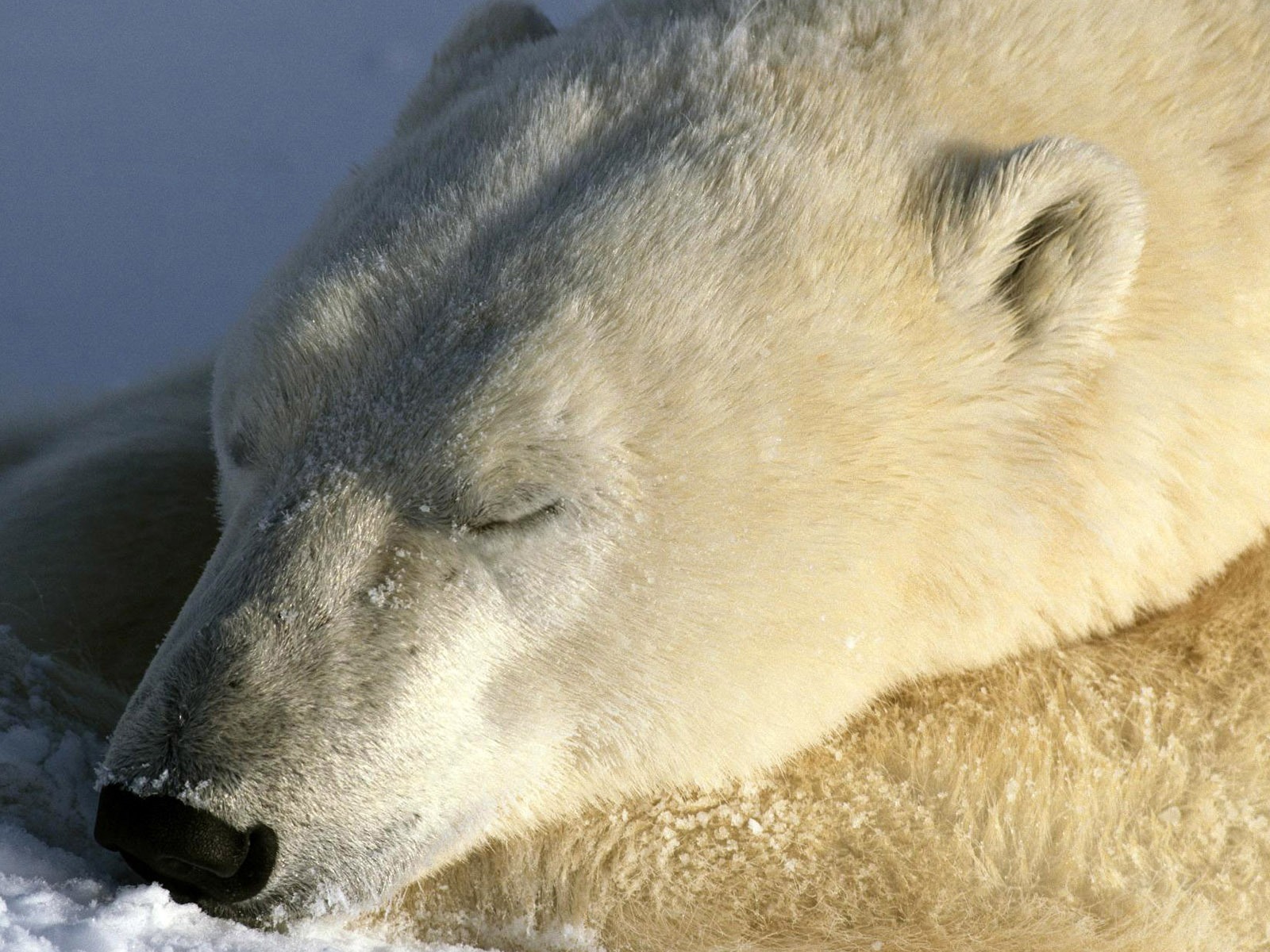 El oso polar Foto Wallpaper #8 - 1600x1200