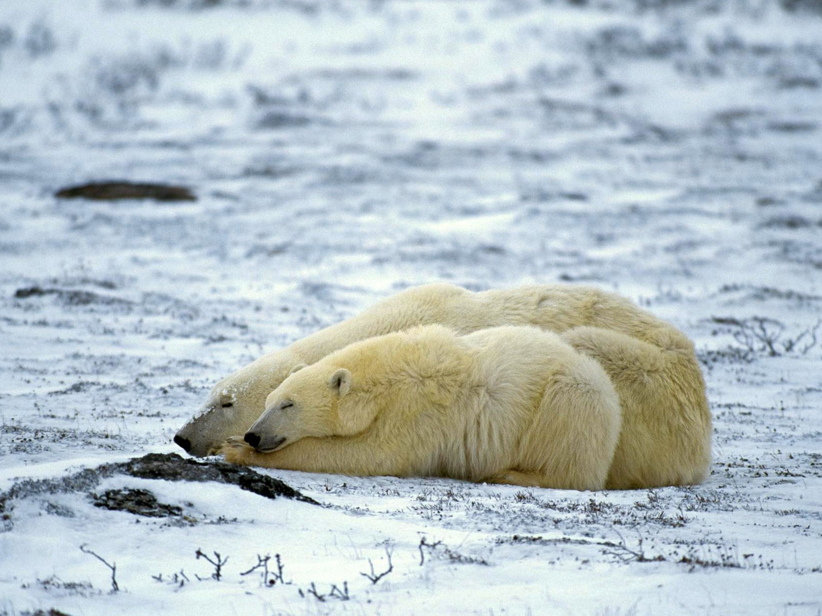 El oso polar Foto Wallpaper #10 - 1600x1200