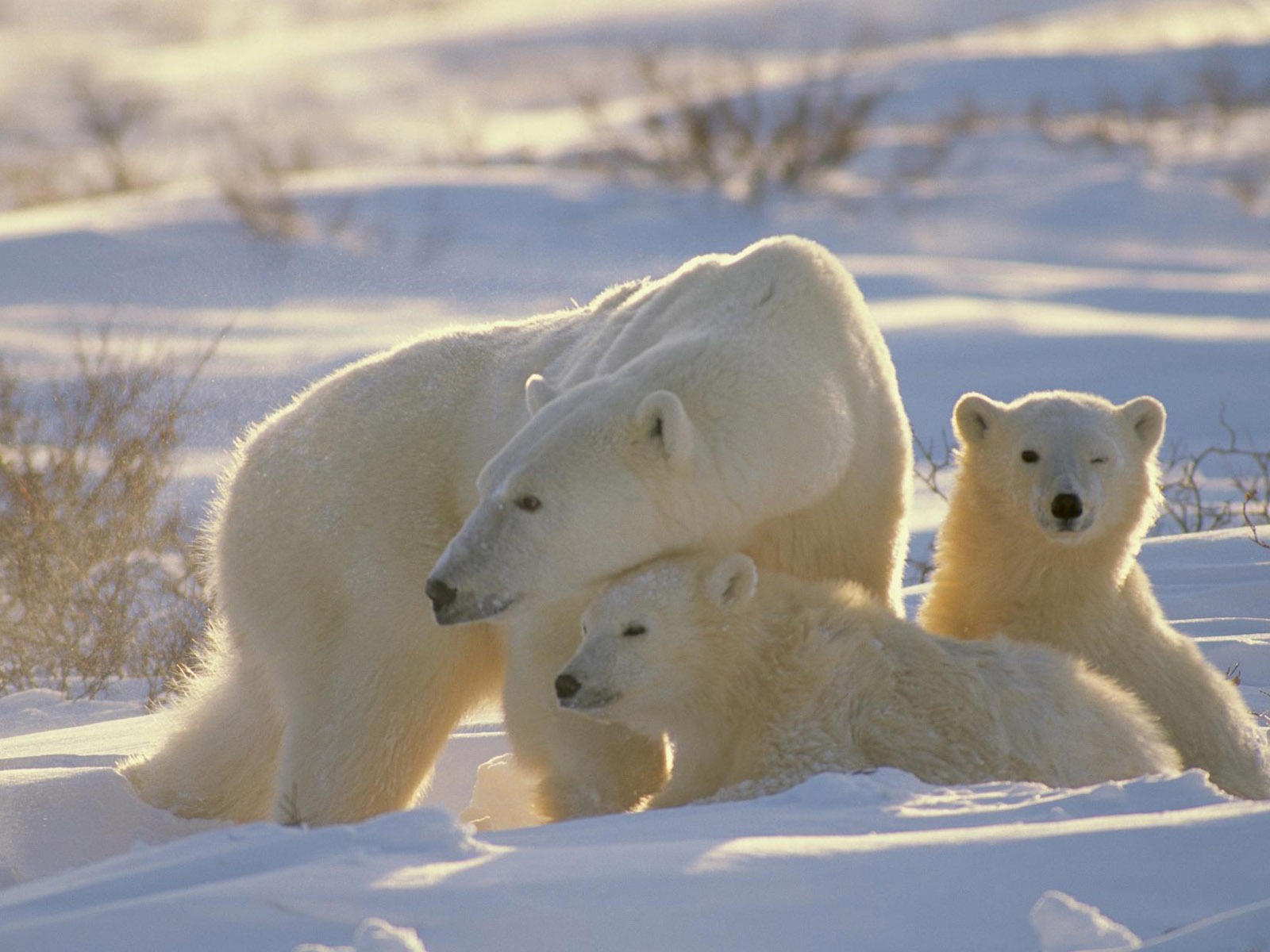 Polar Bear Foto Wallpaper #12 - 1600x1200