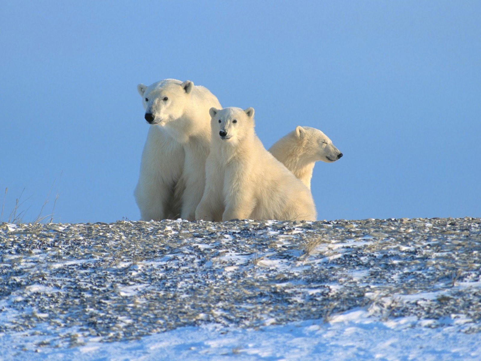 El oso polar Foto Wallpaper #13 - 1600x1200