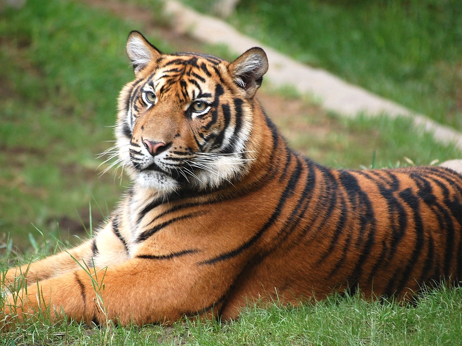 Tiger Photo Wallpaper (4) #1 - 1600x1200