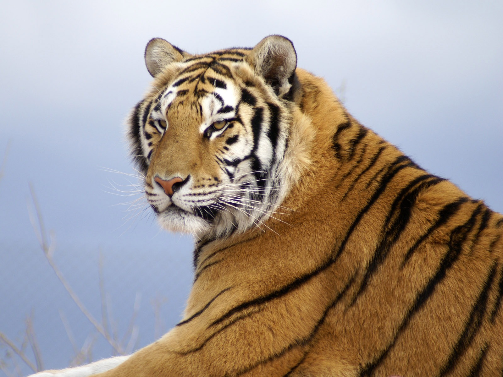 Fond d'écran Tiger Photo (4) #2 - 1600x1200