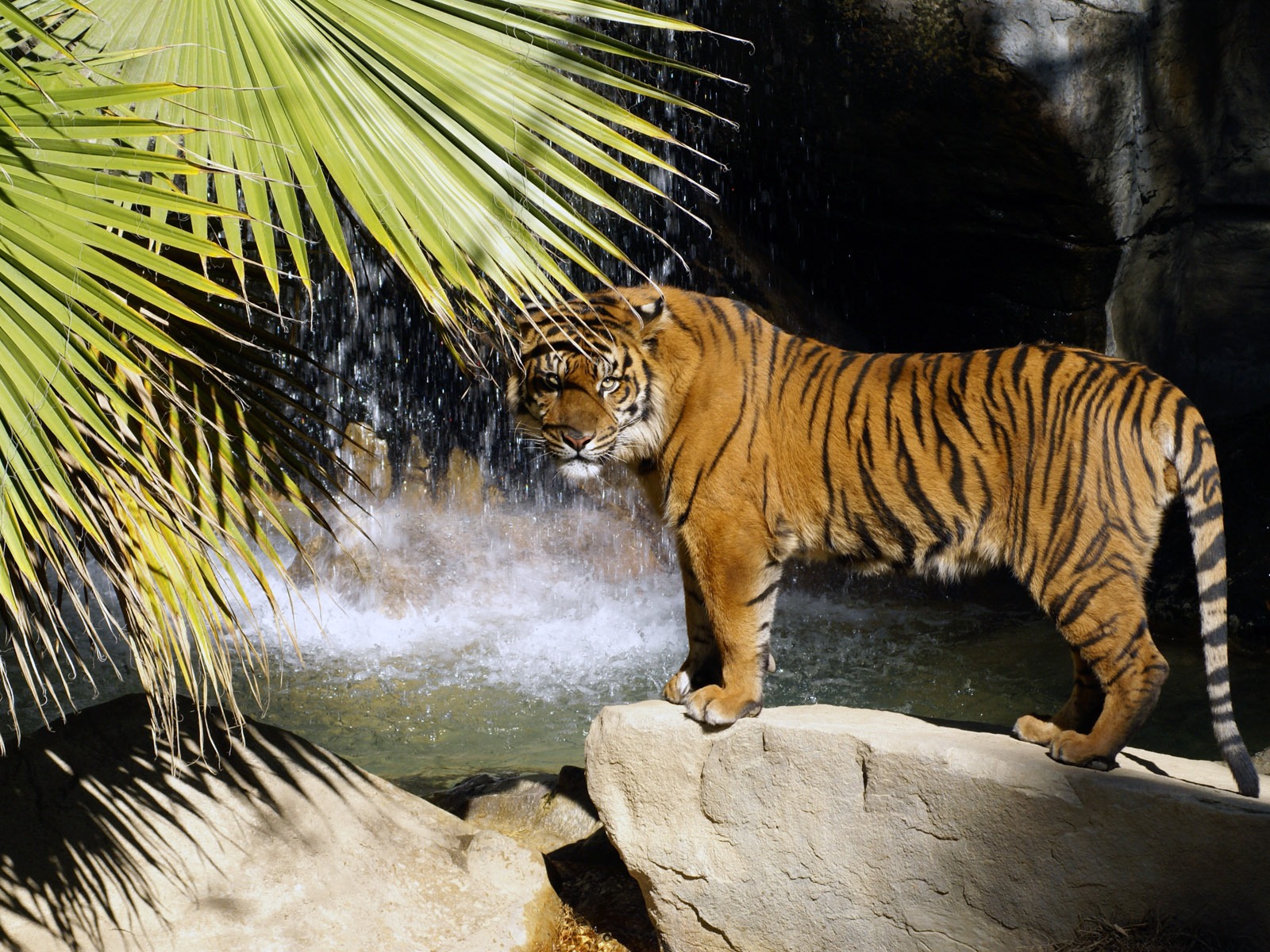 Tiger Wallpaper Foto (4) #3 - 1600x1200