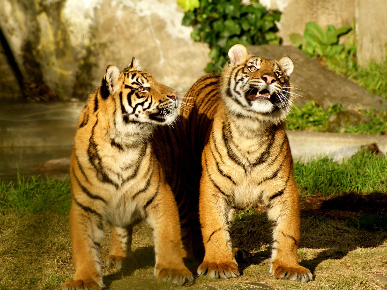 Fond d'écran Tiger Photo (4) #10 - 1600x1200
