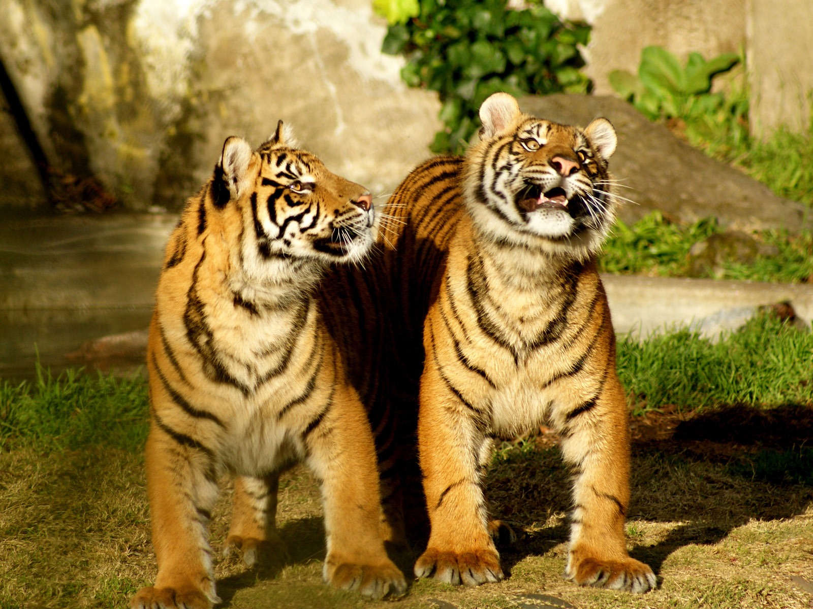 Tiger Photo Wallpaper (4) #10 - 1600x1200