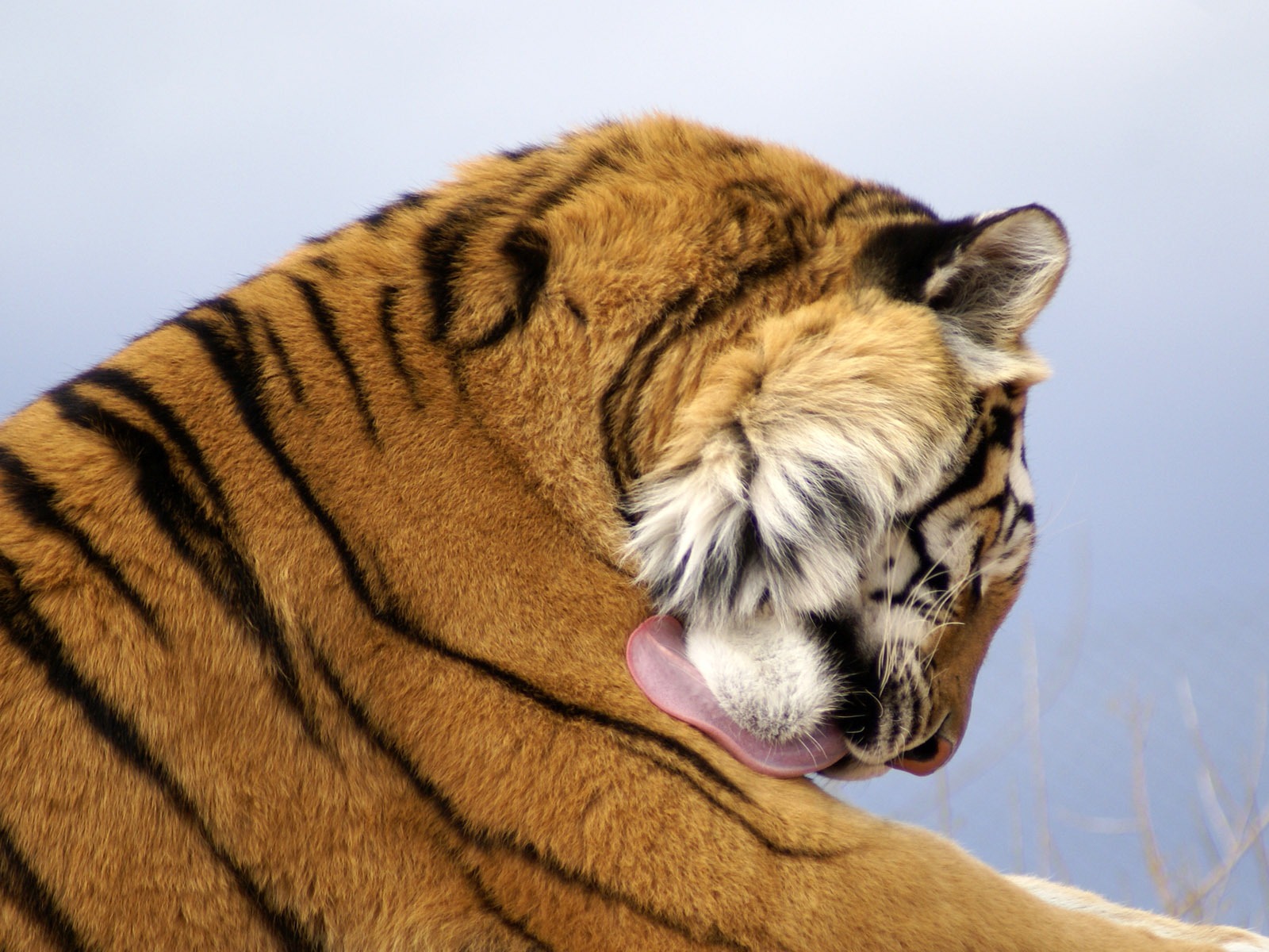 Fond d'écran Tiger Photo (4) #15 - 1600x1200