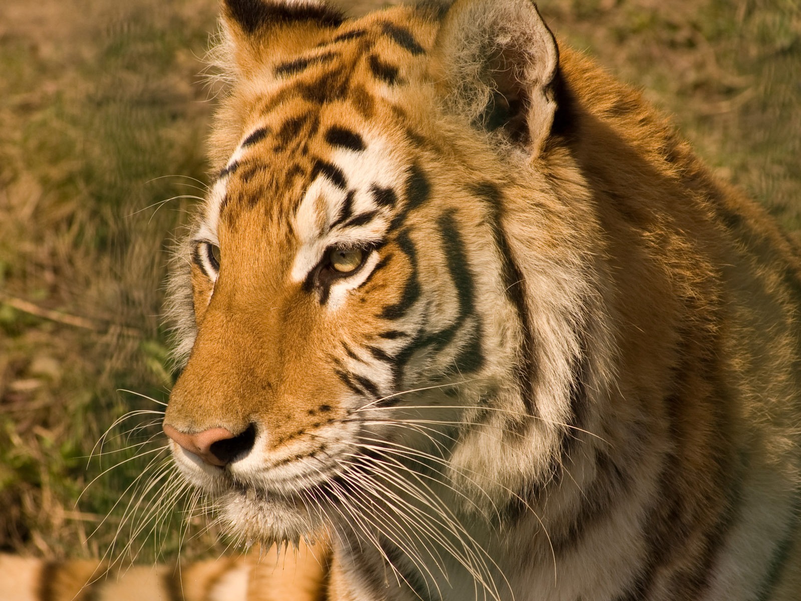 Tiger Photo Wallpaper (5) #1 - 1600x1200