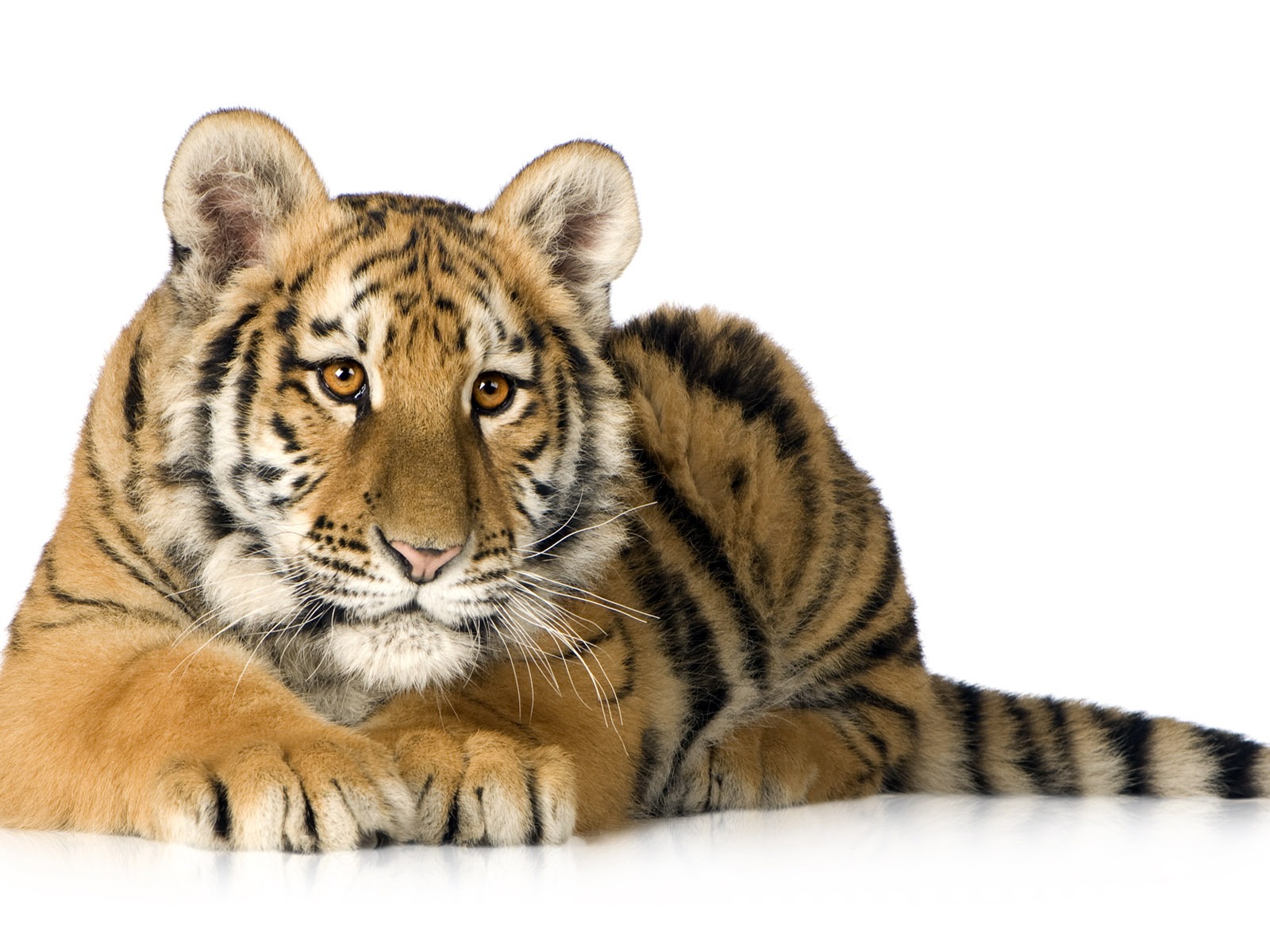 Tiger Foto tapety (5) #7 - 1600x1200