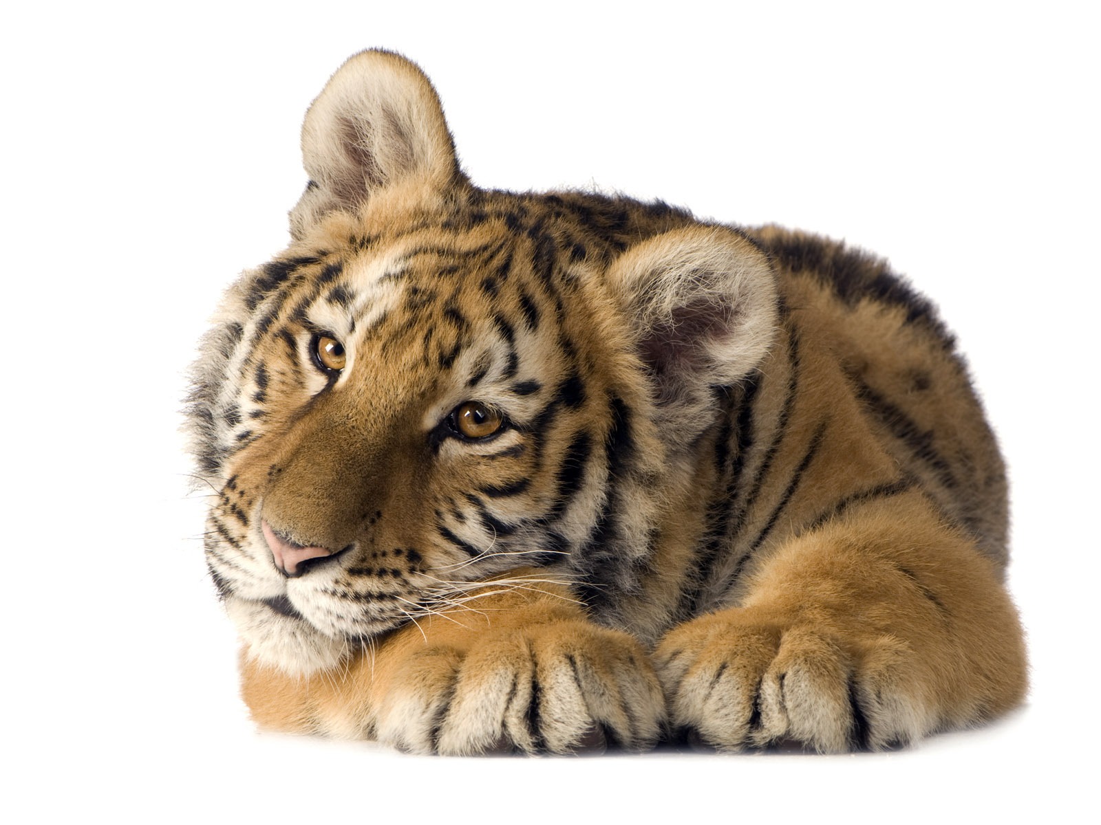 Tiger Photo Wallpaper (5) #8 - 1600x1200