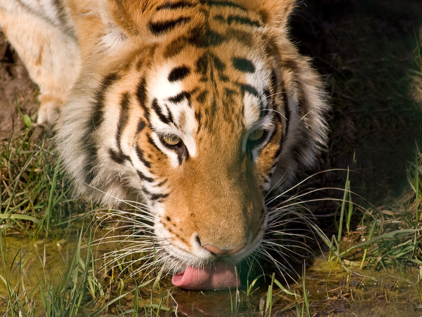 Tiger Photo Wallpaper (5) #11 - 1600x1200
