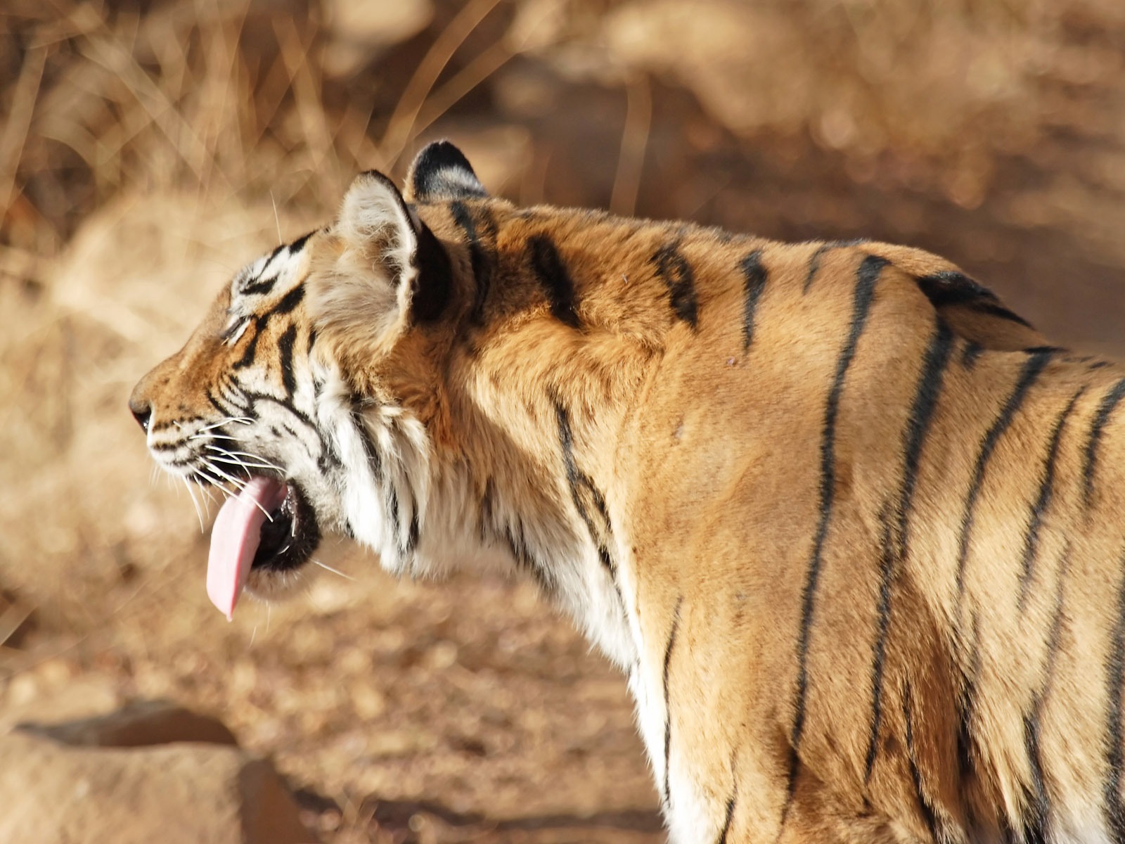 Fond d'écran Tiger Photo (5) #12 - 1600x1200