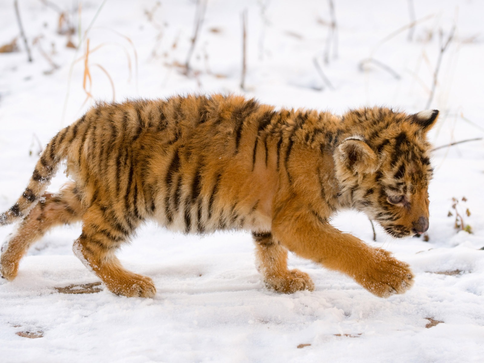Tiger Foto tapety (5) #14 - 1600x1200