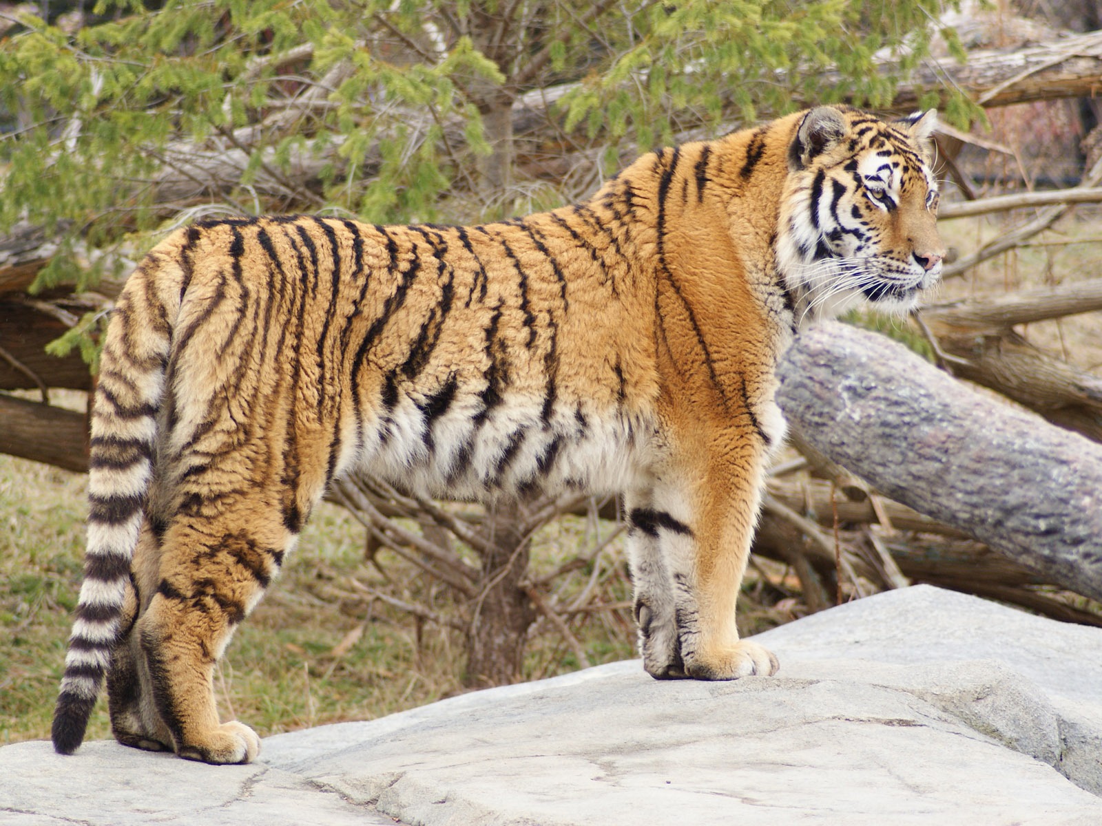 Tiger Photo Wallpaper (5) #15 - 1600x1200