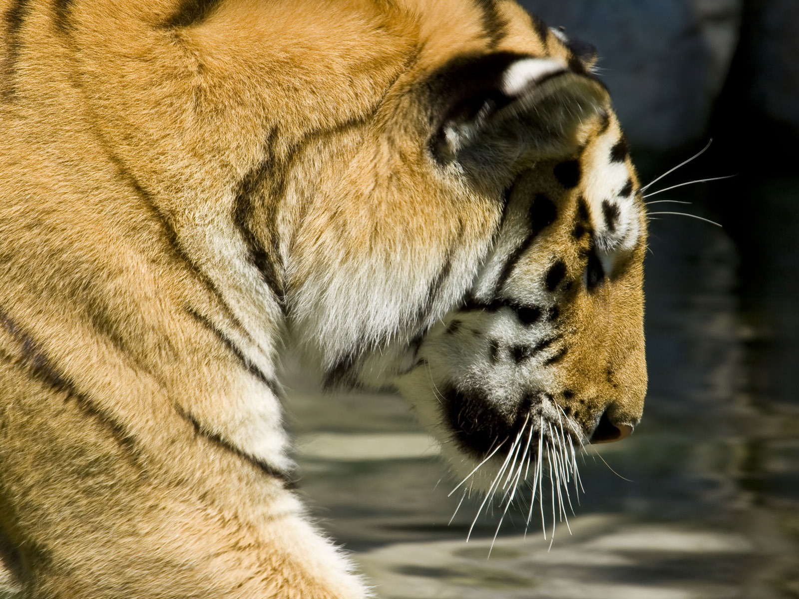 Tiger Photo Wallpaper (5) #17 - 1600x1200