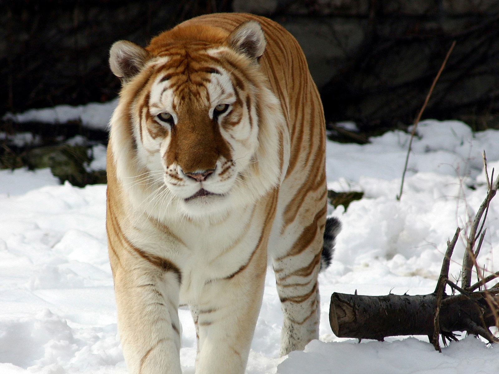 Tiger Photo Wallpaper (5) #19 - 1600x1200