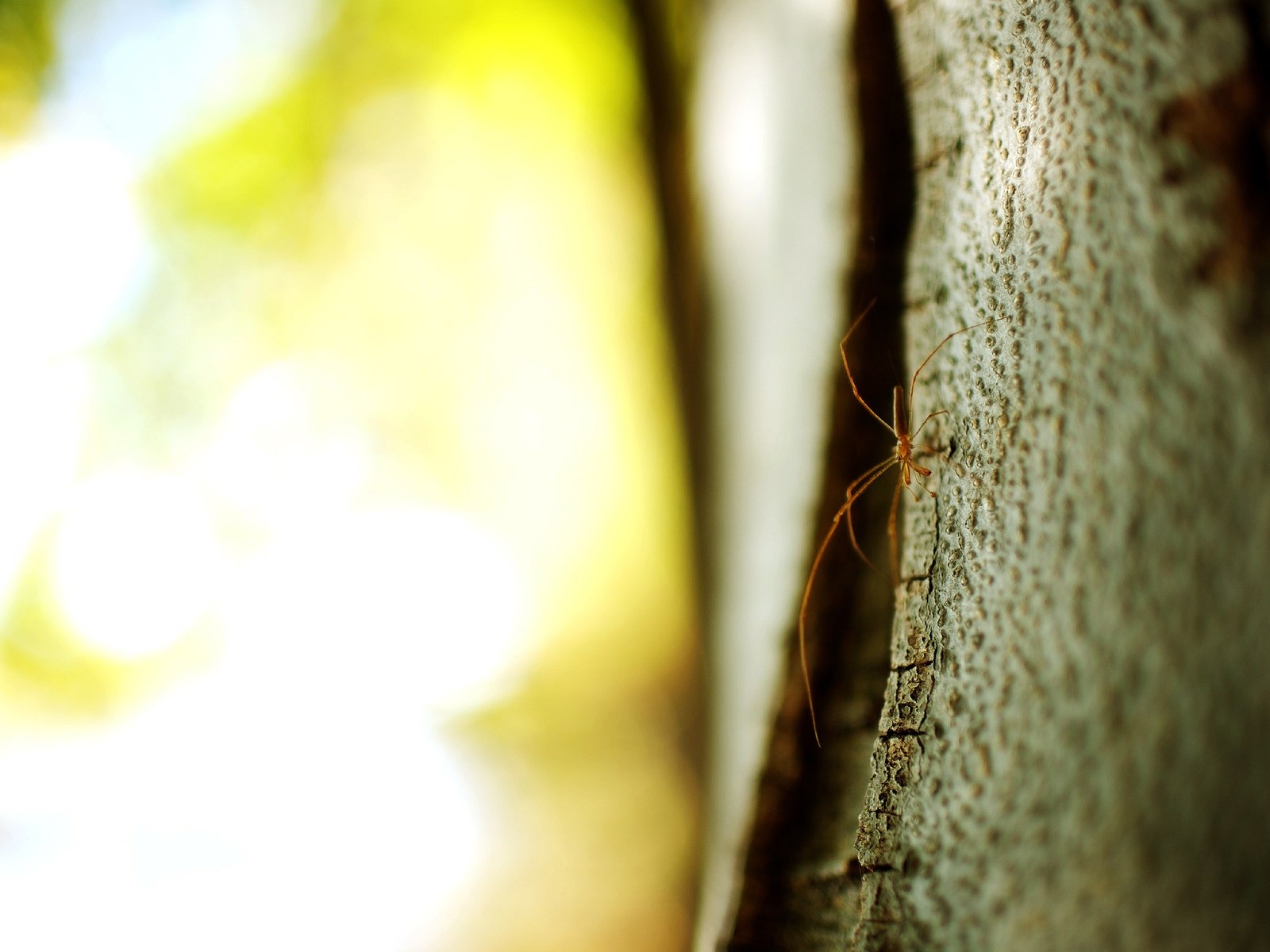 自然隨拍風景壁紙 #31 - 1600x1200