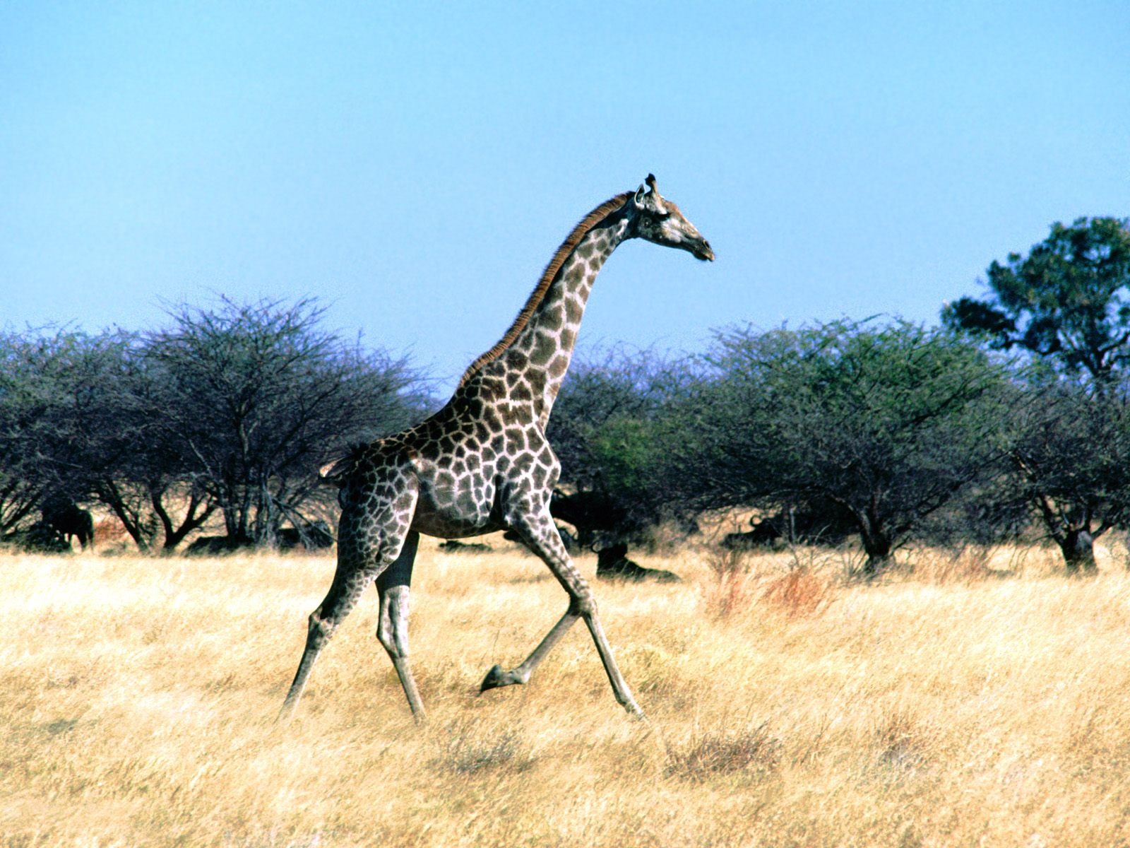 Giraffe wallpaper albums #22 - 1600x1200