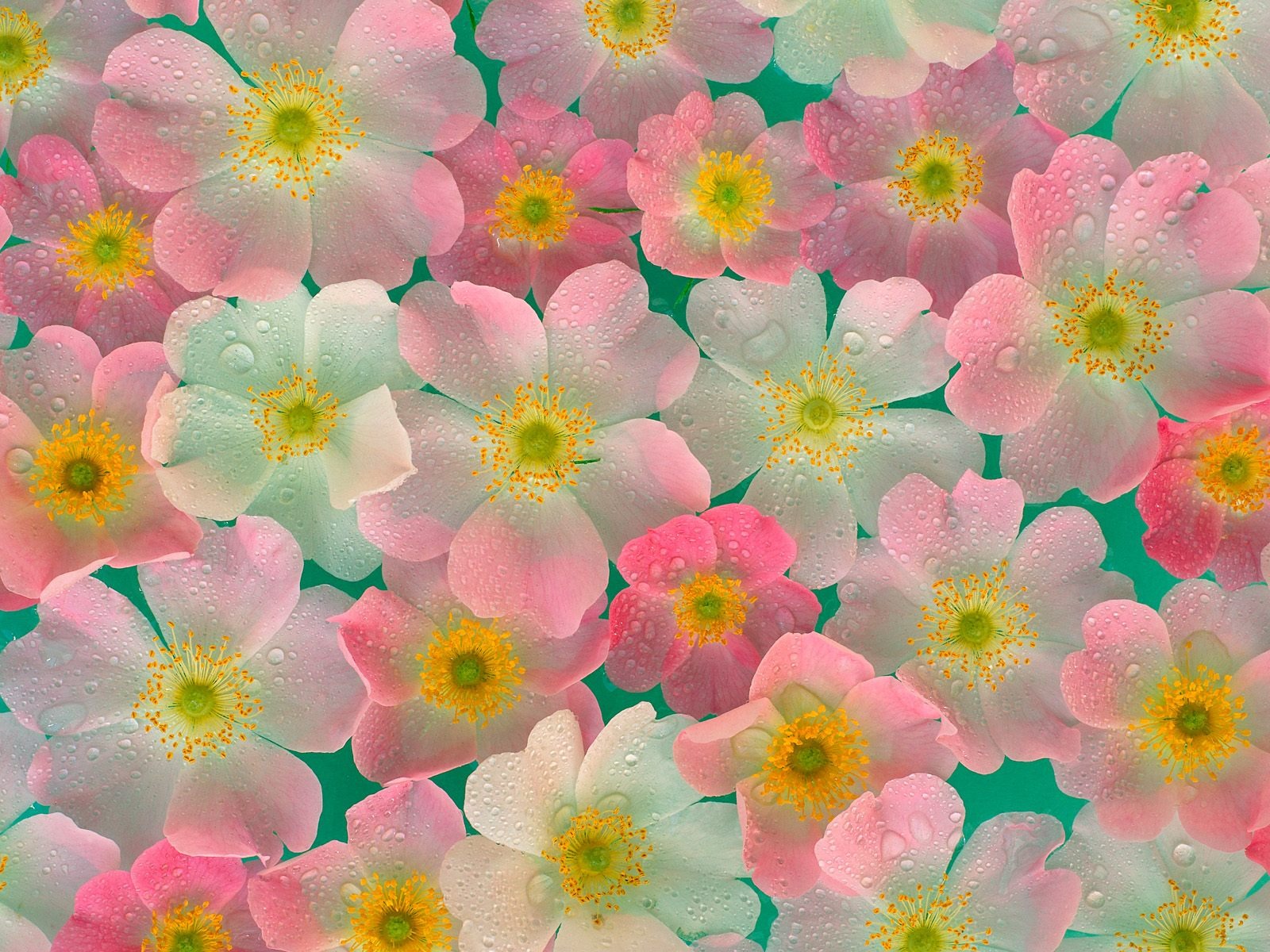 Flowers close-up (19) #9 - 1600x1200