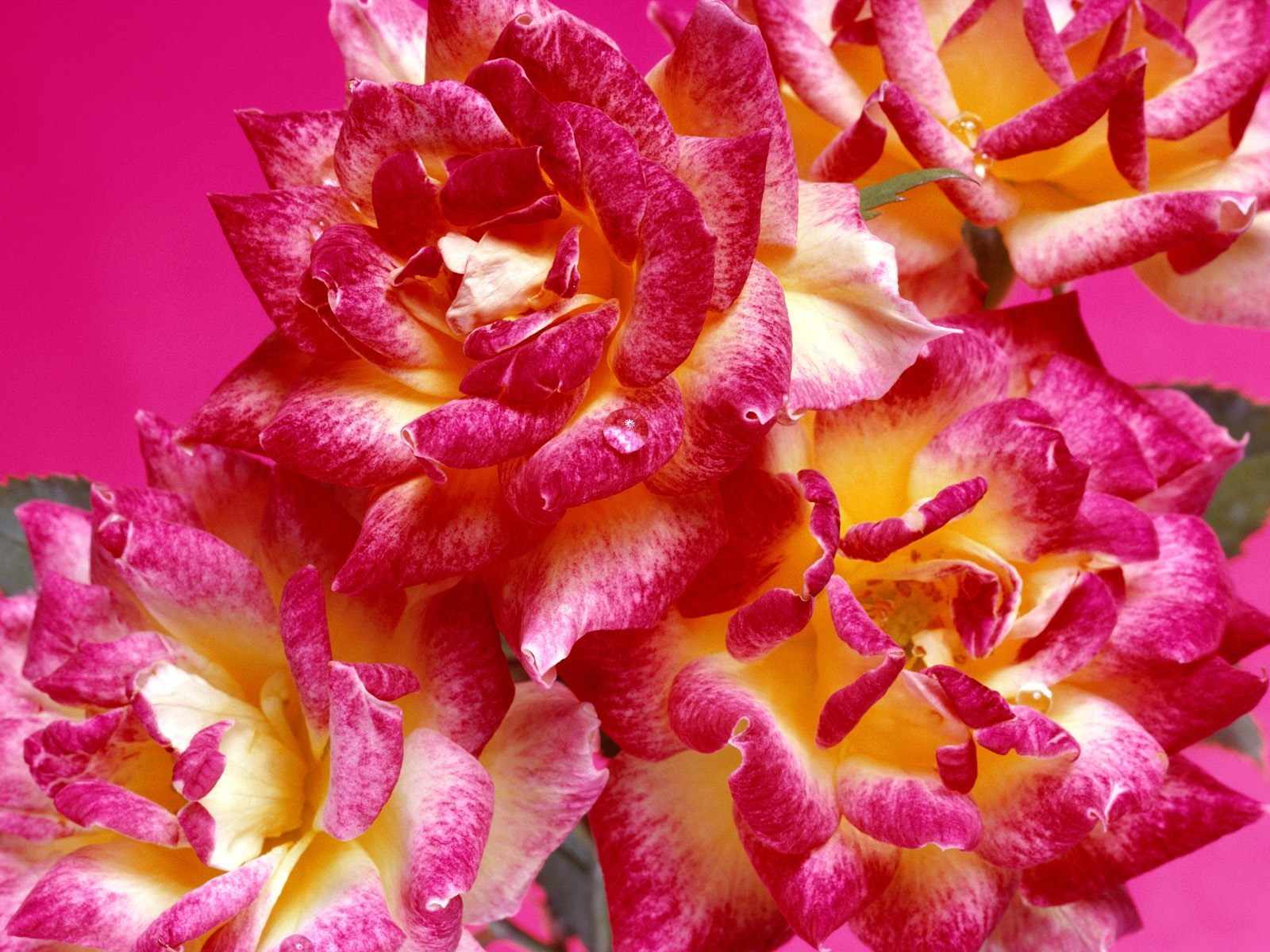 鮮花特寫(19) #20 - 1600x1200
