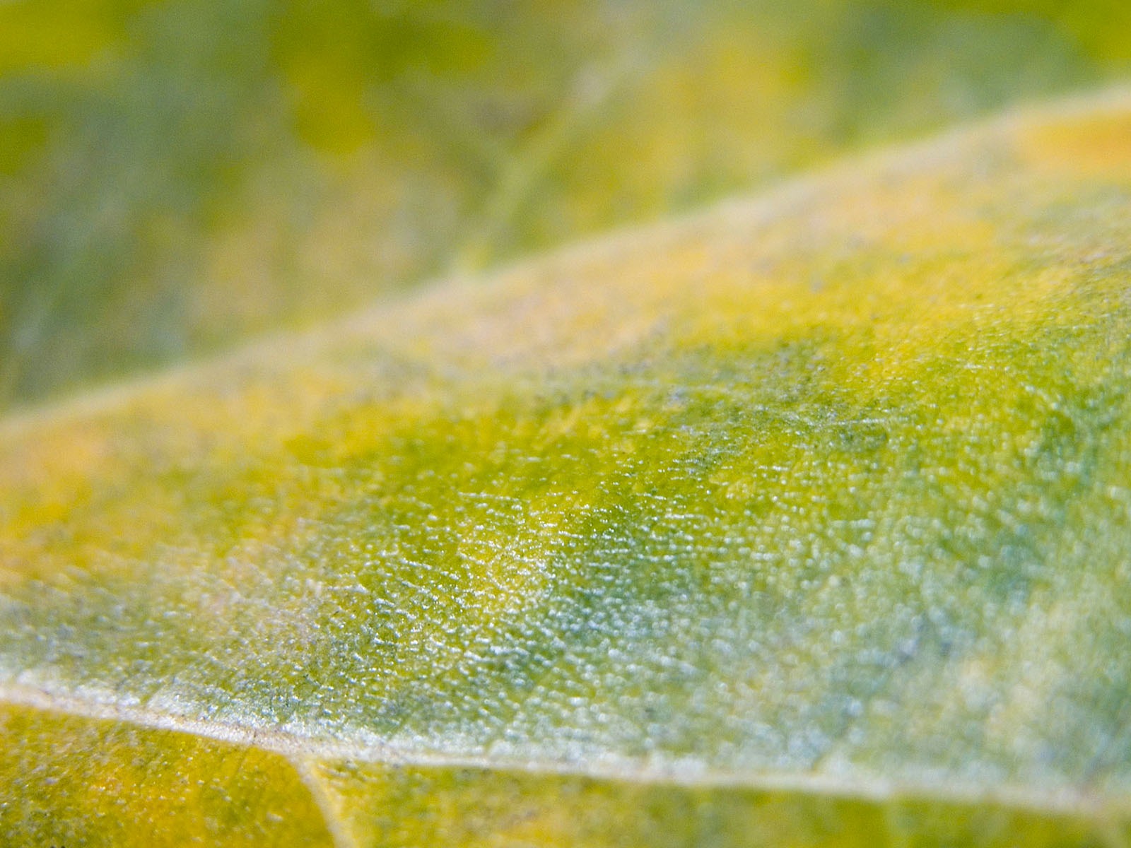 Foreign photography green leaf wallpaper (1) #6 - 1600x1200