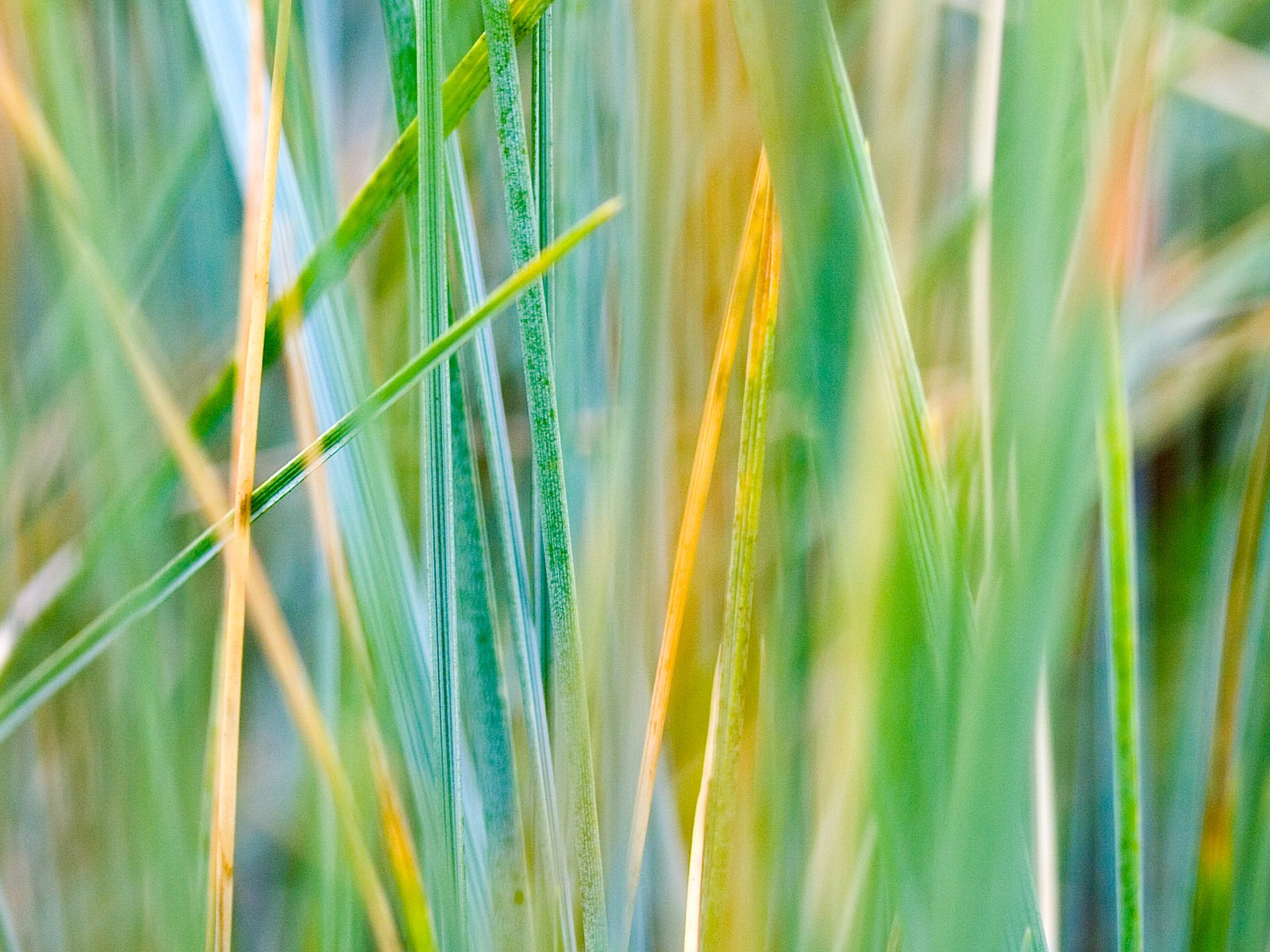 Foreign photography green leaf wallpaper (1) #11 - 1600x1200