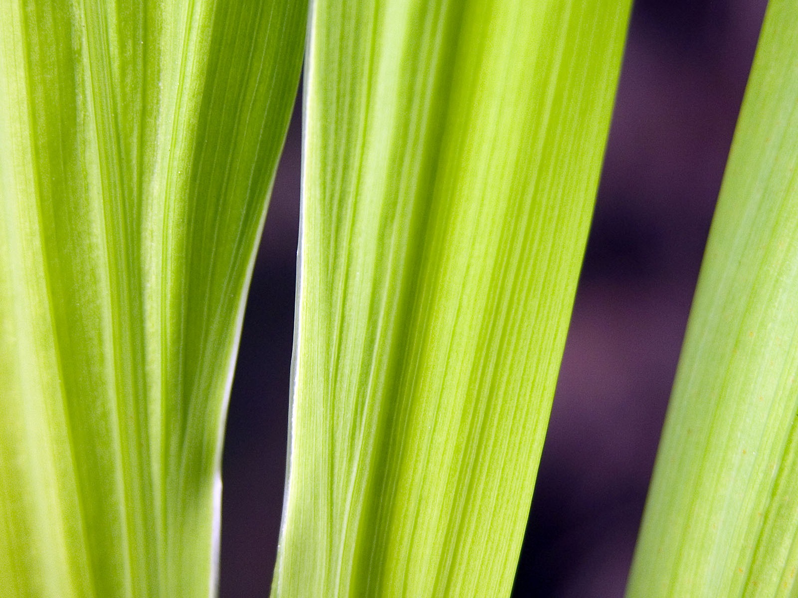 Foreign photography green leaf wallpaper (1) #15 - 1600x1200