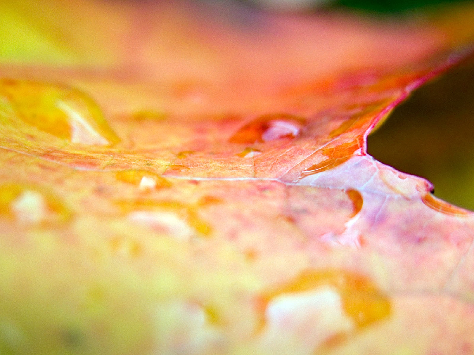 Foreign photography green leaf wallpaper (1) #18 - 1600x1200