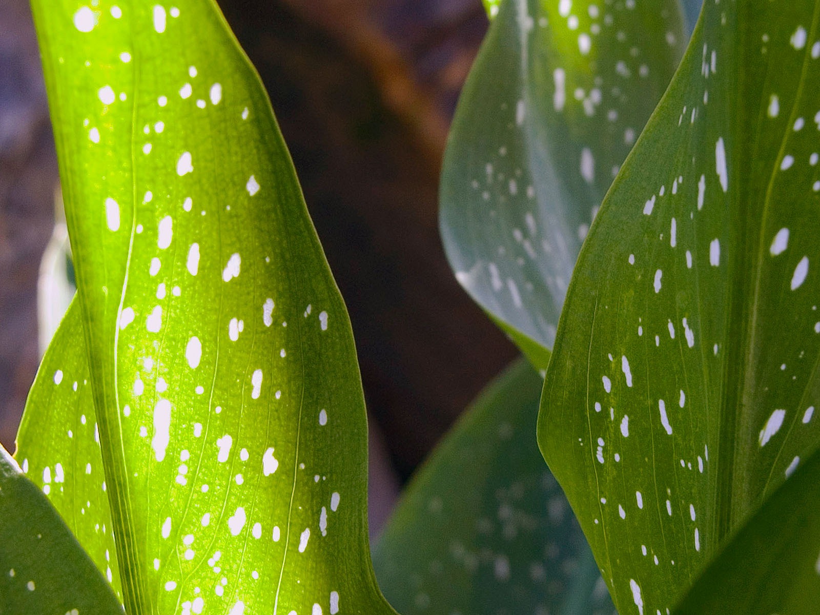 Foreign photography green leaf wallpaper (1) #19 - 1600x1200