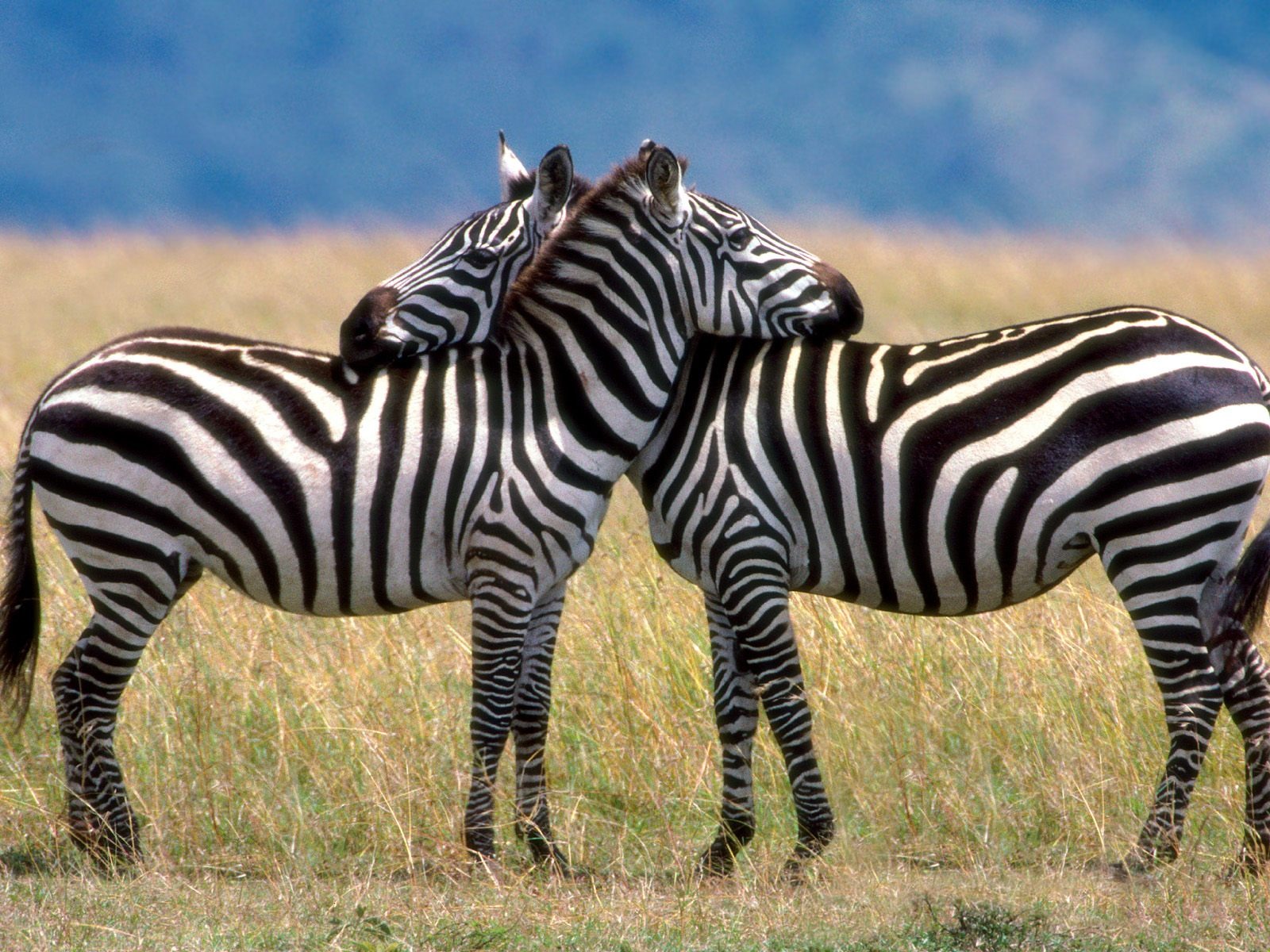 Fond d'écran photo Zebra #14 - 1600x1200