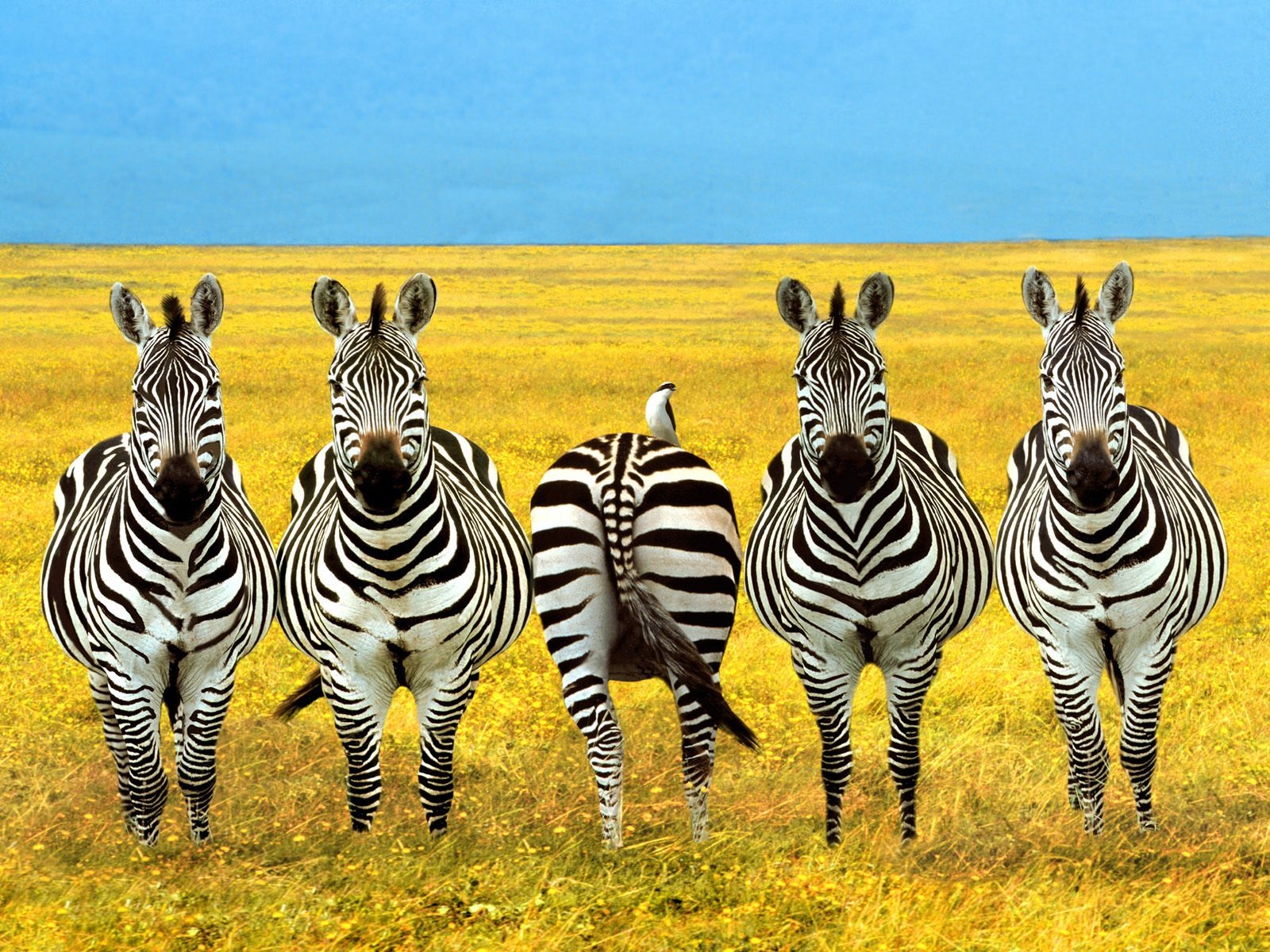 Fond d'écran photo Zebra #16 - 1600x1200