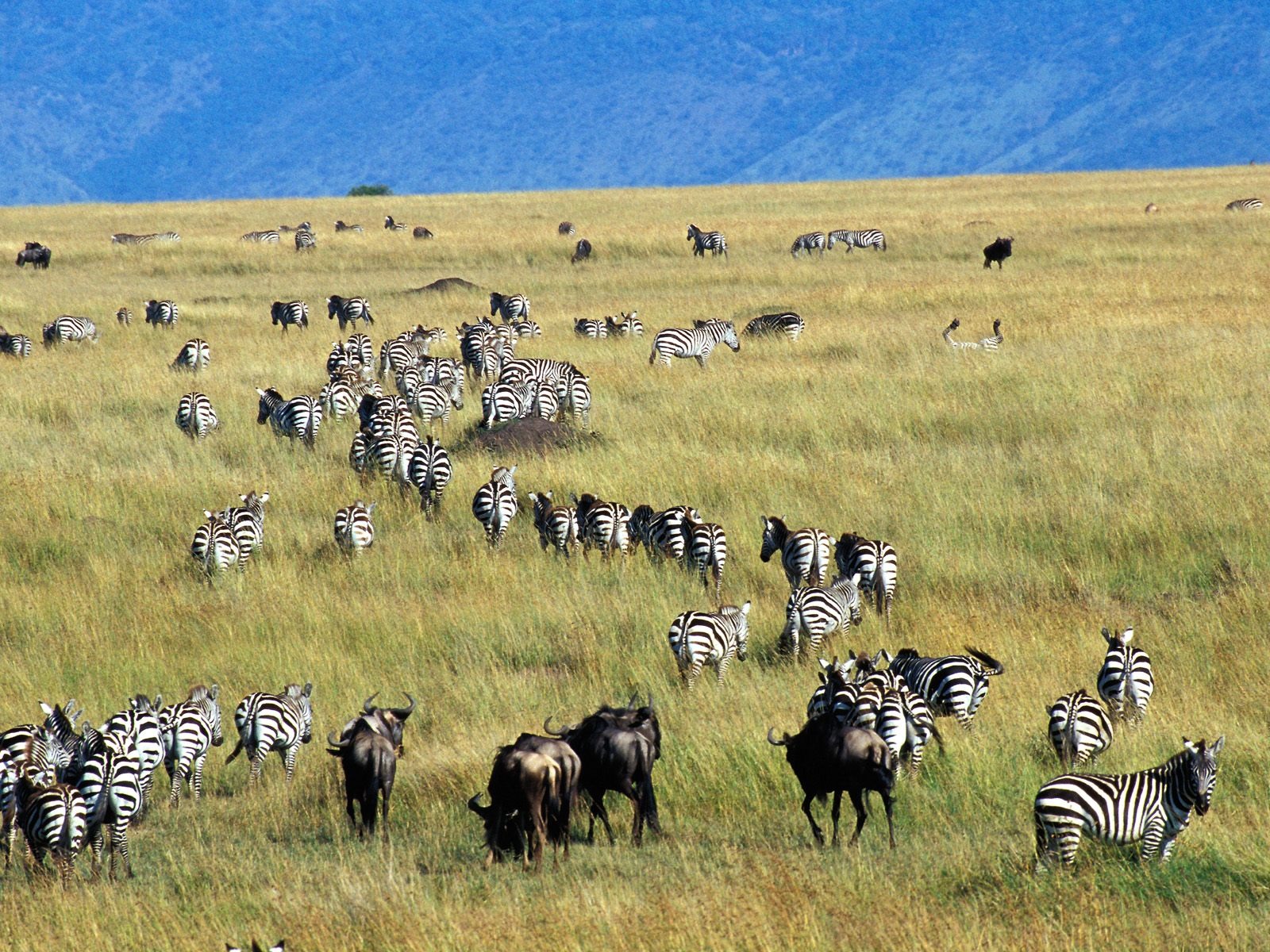 Fond d'écran photo Zebra #17 - 1600x1200