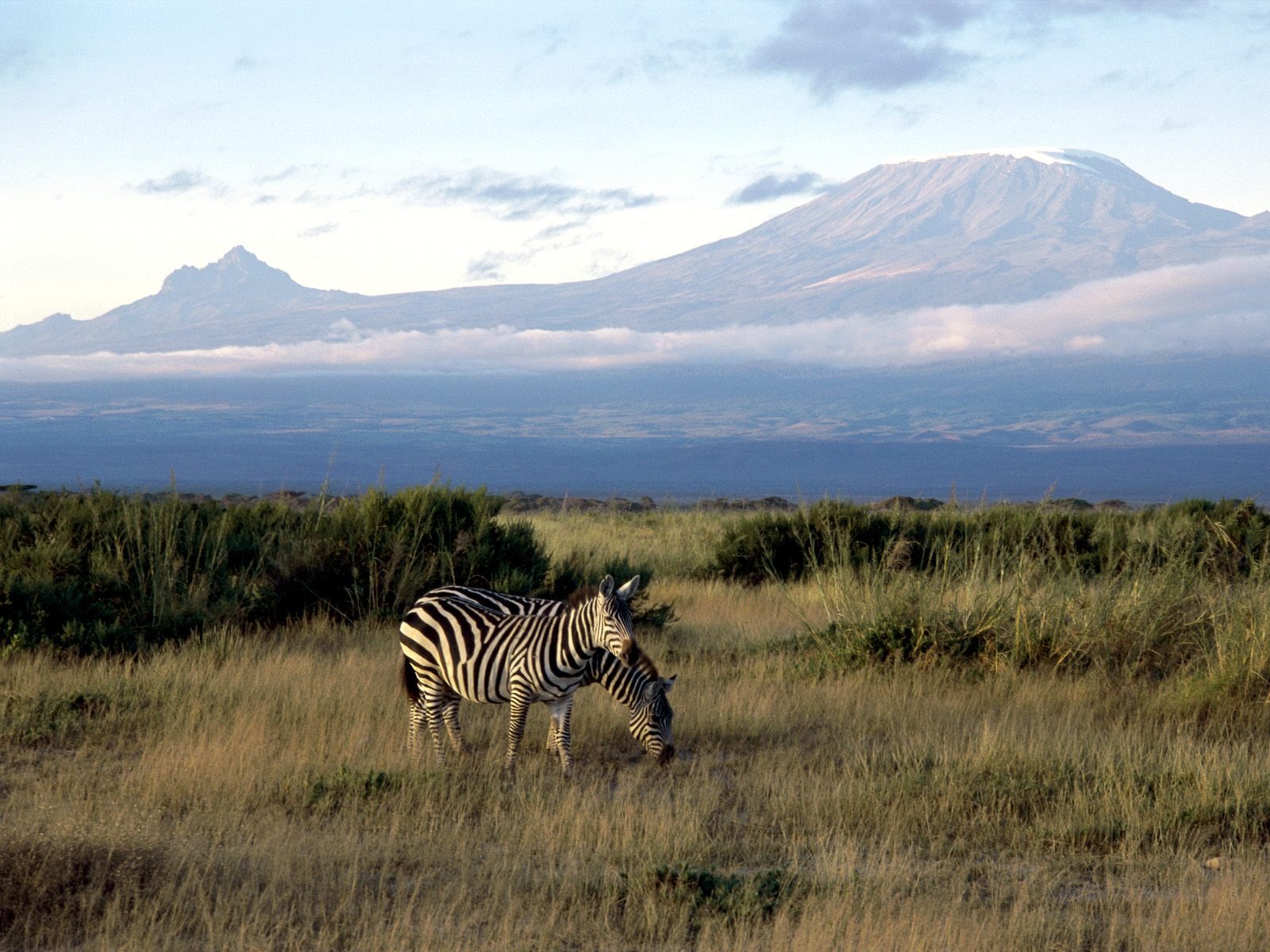 Zebra Foto Wallpaper #18 - 1600x1200