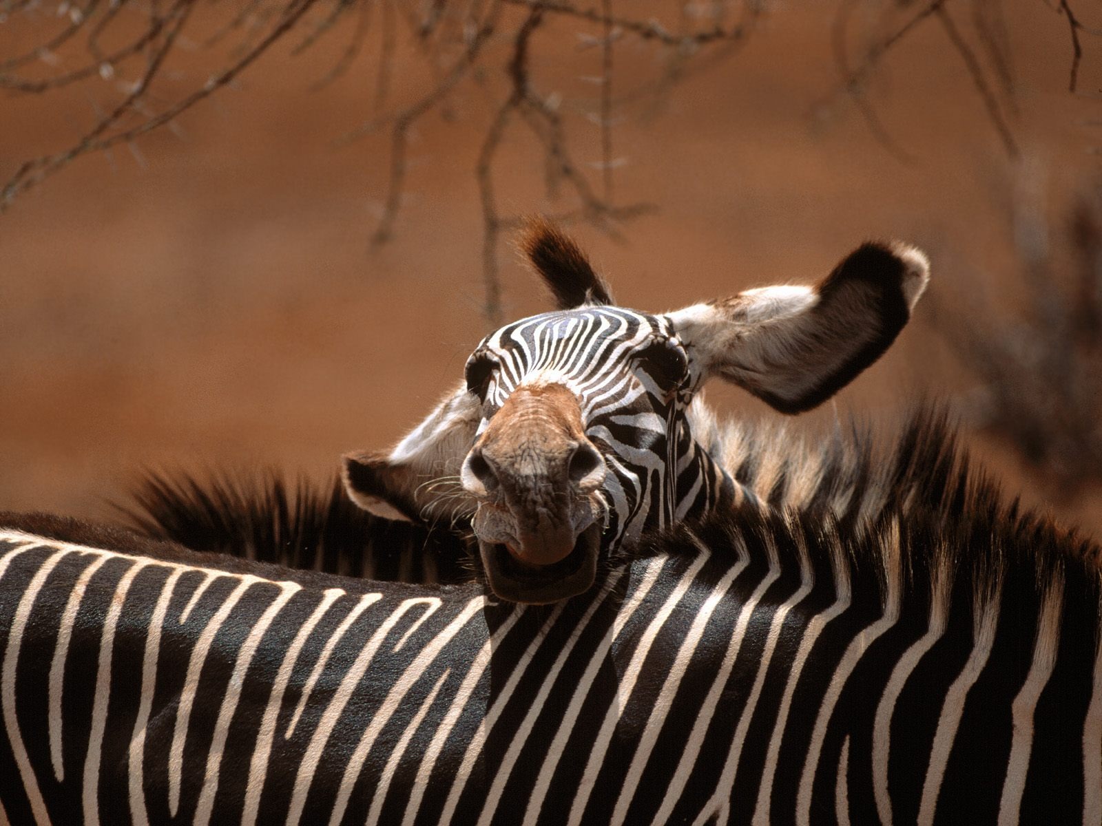 Fond d'écran photo Zebra #19 - 1600x1200