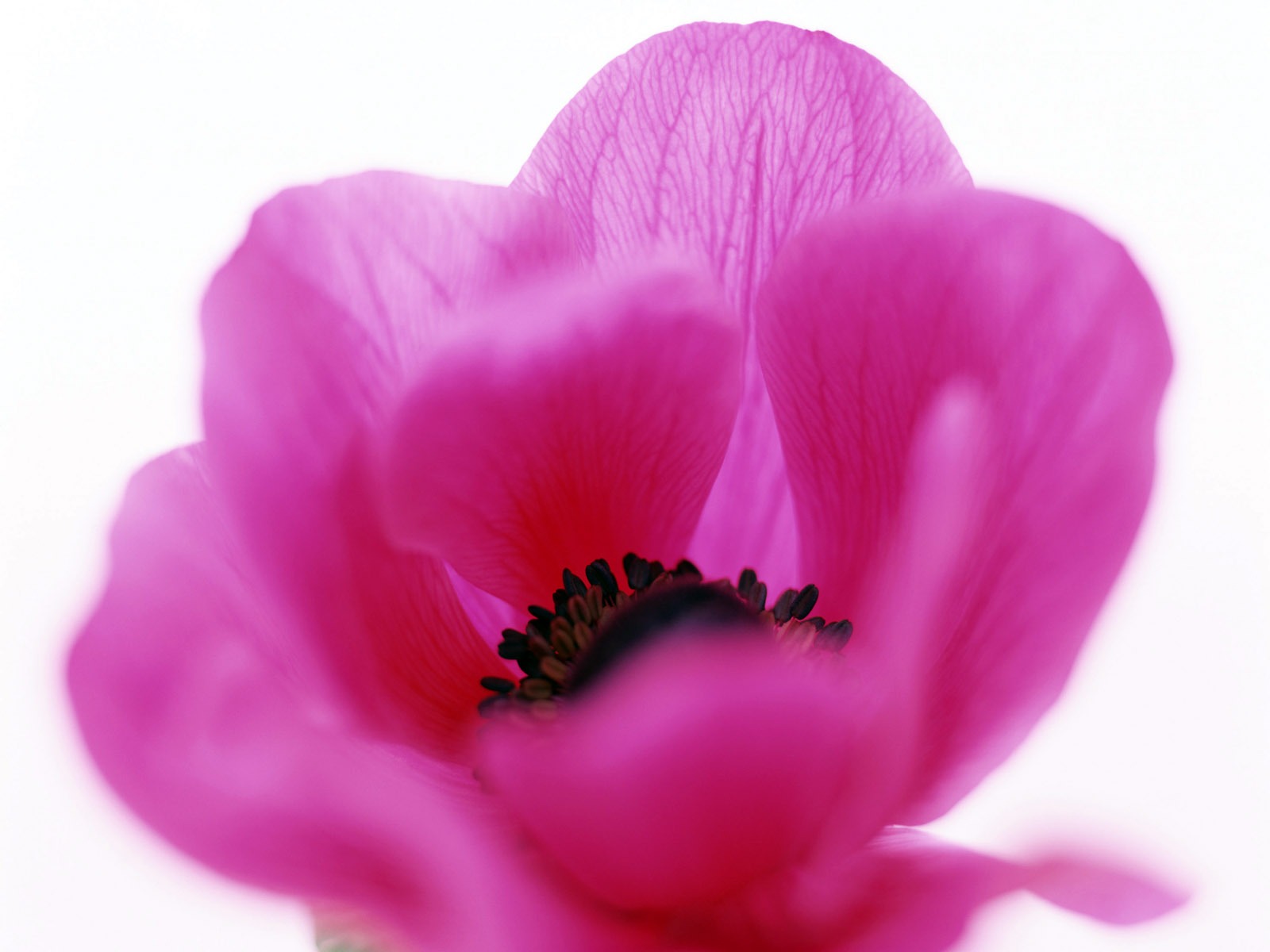 鮮花特寫(21) #4 - 1600x1200