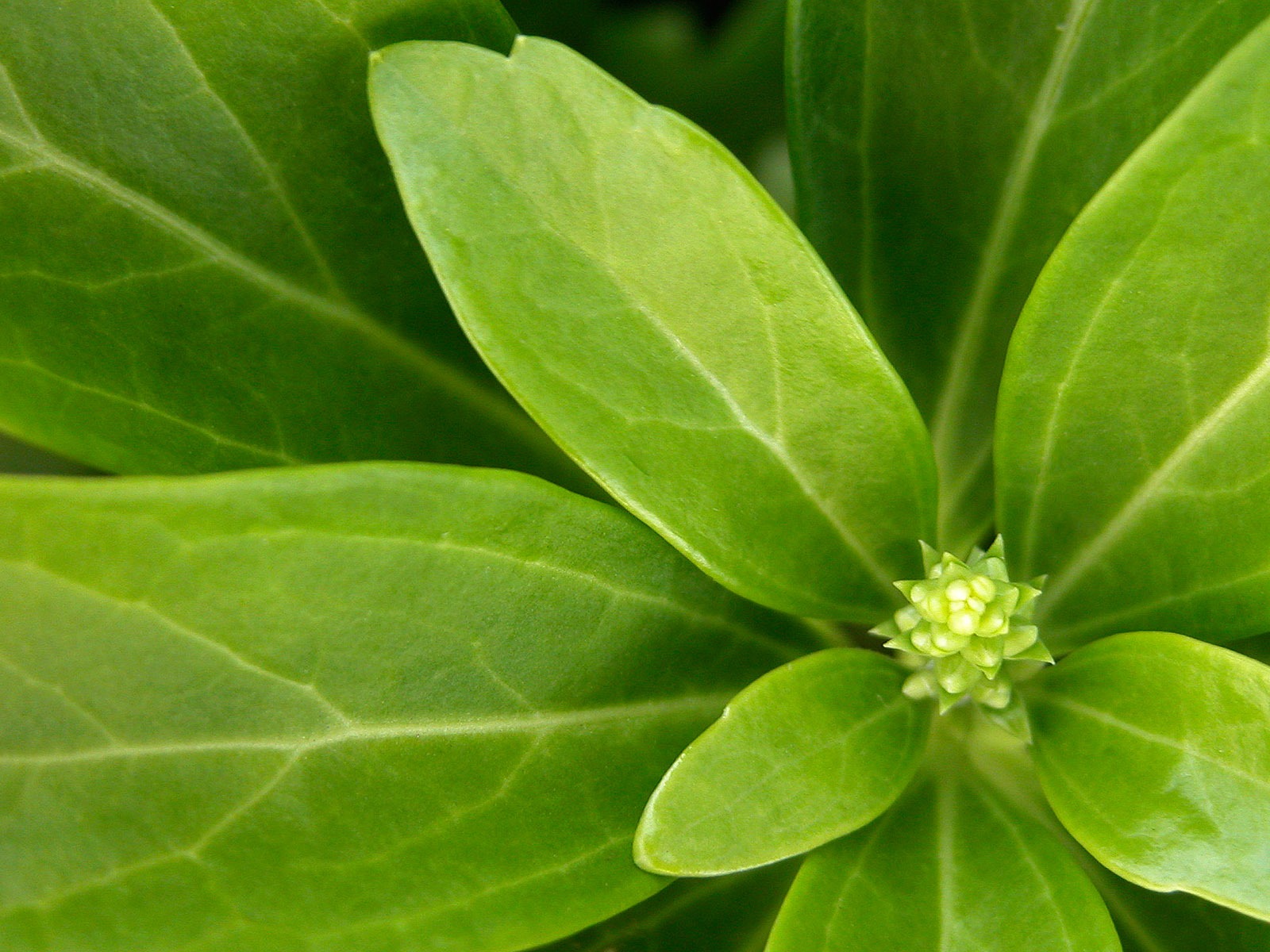 Foreign photography green leaf wallpaper (2) #4 - 1600x1200