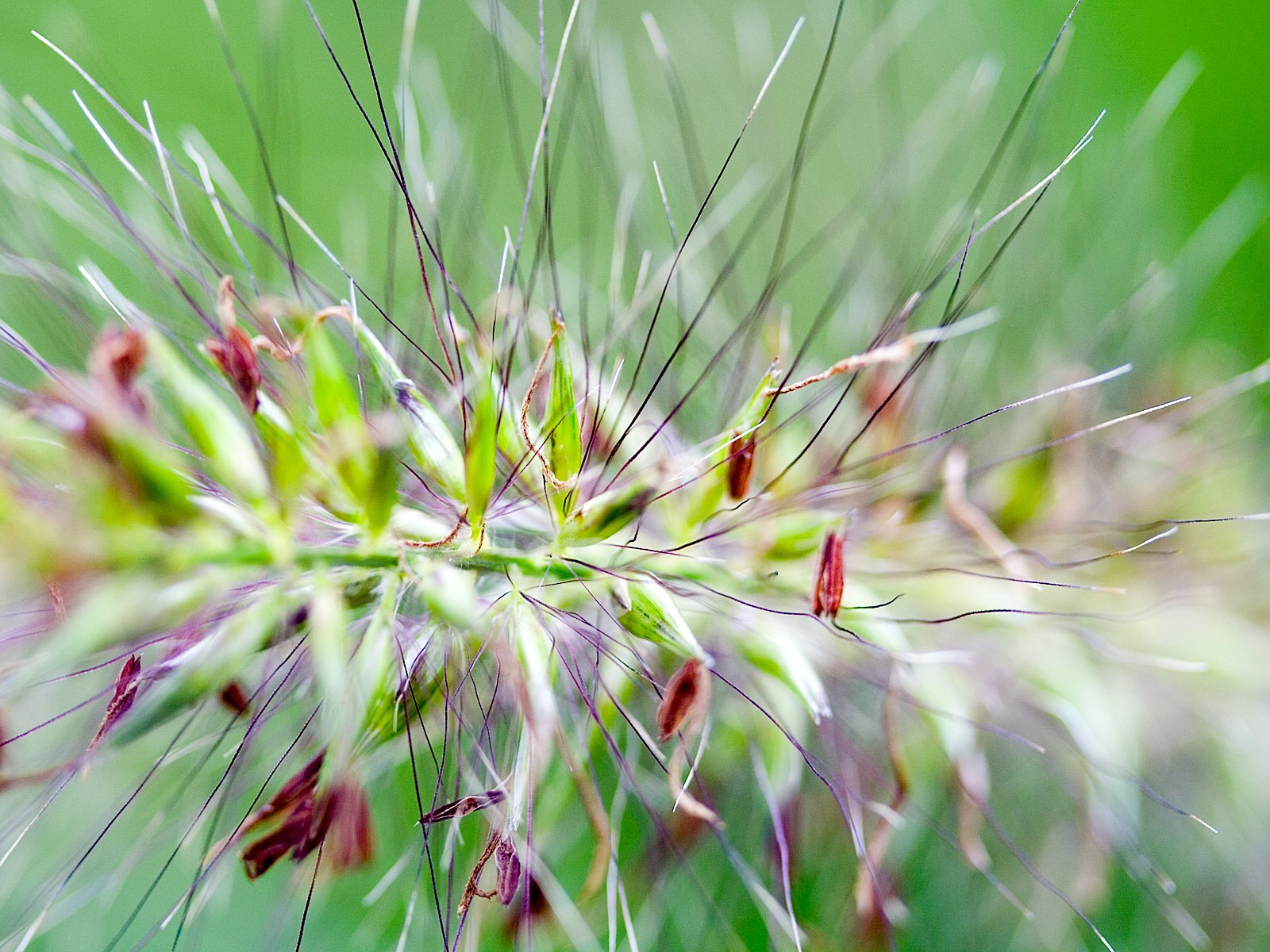 外国写真緑の葉の壁紙(2) #7 - 1600x1200