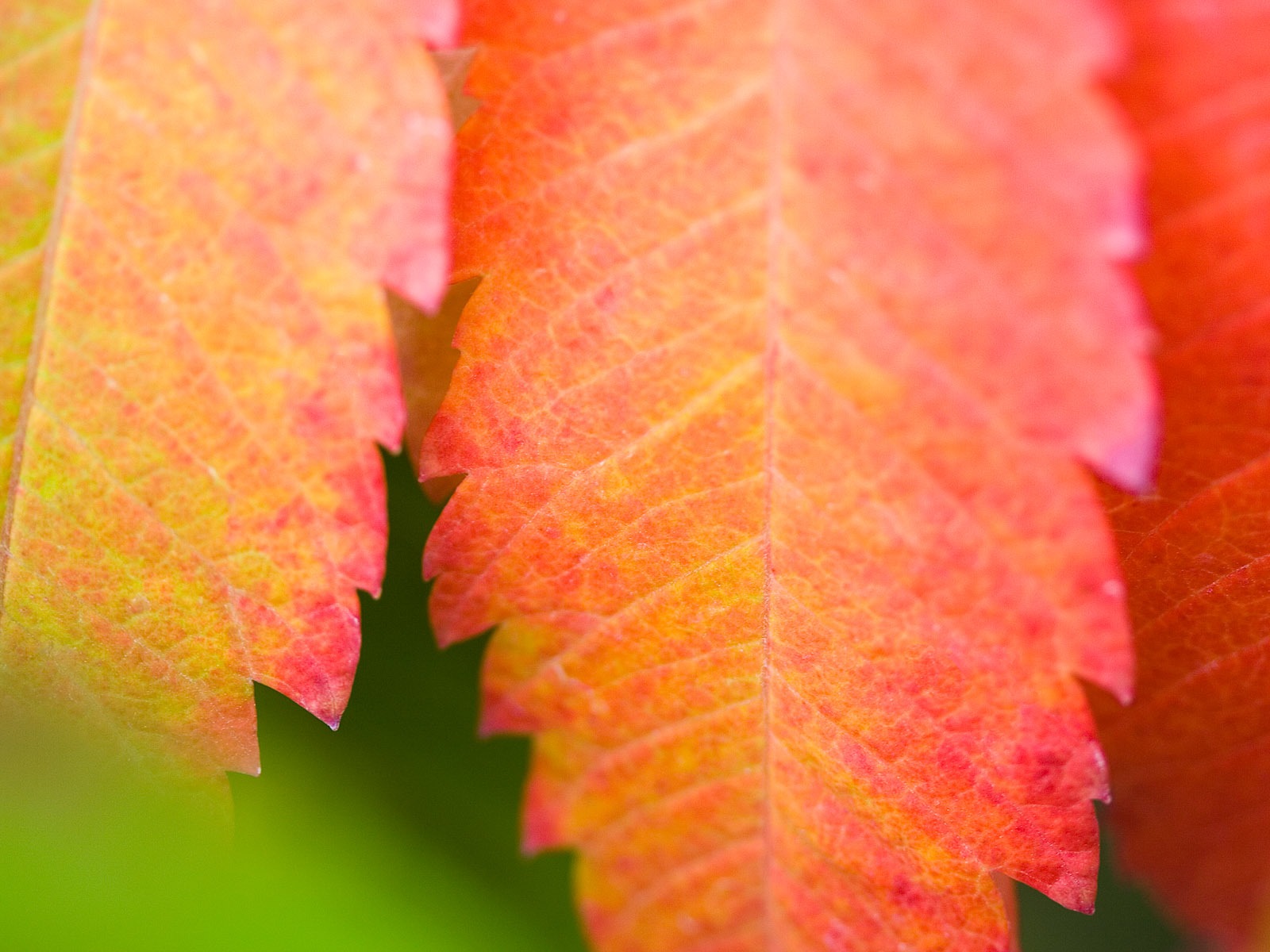 Foreign photography green leaf wallpaper (2) #12 - 1600x1200