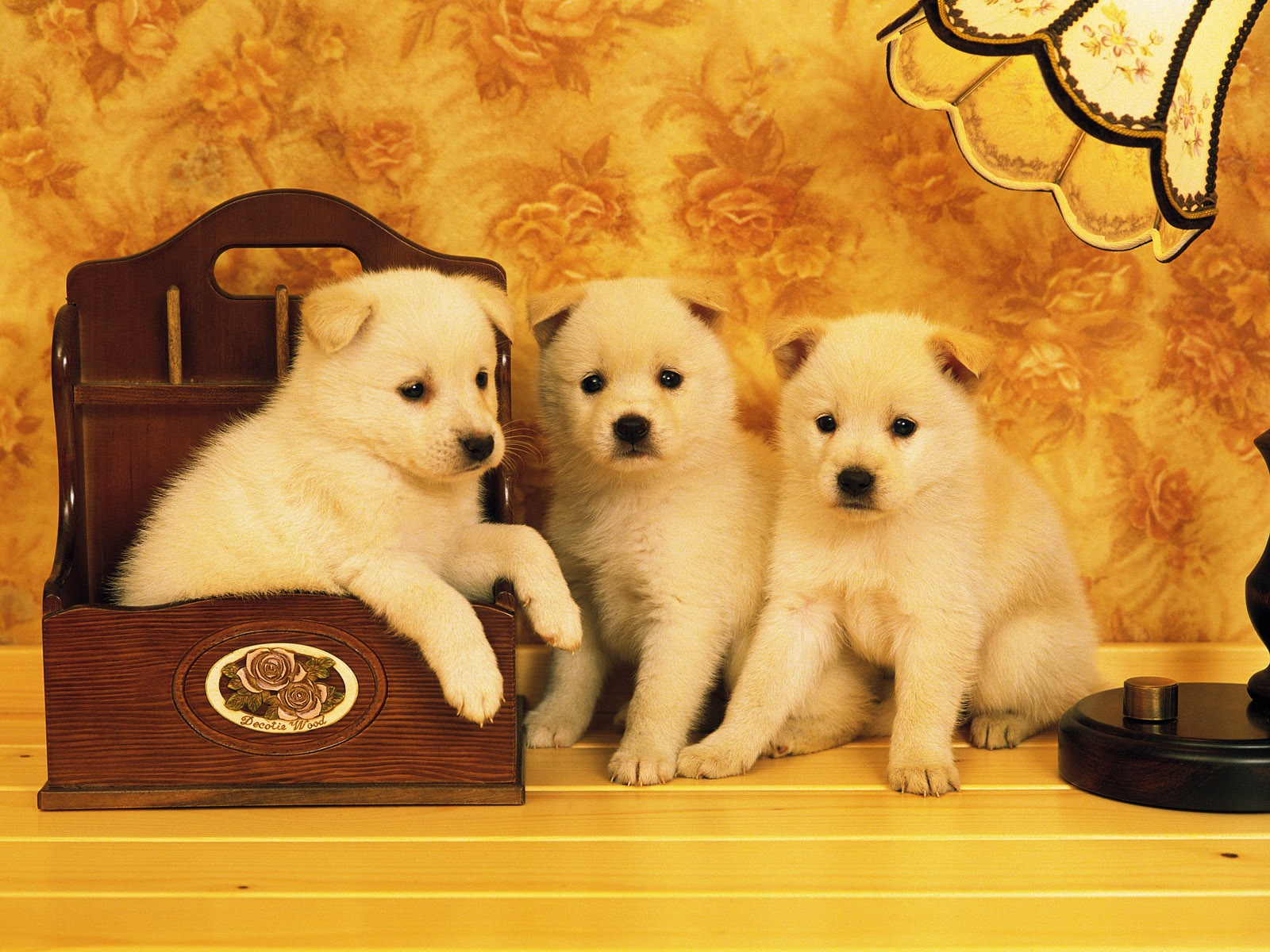 1600 dog photo wallpaper (6) #2 - 1600x1200